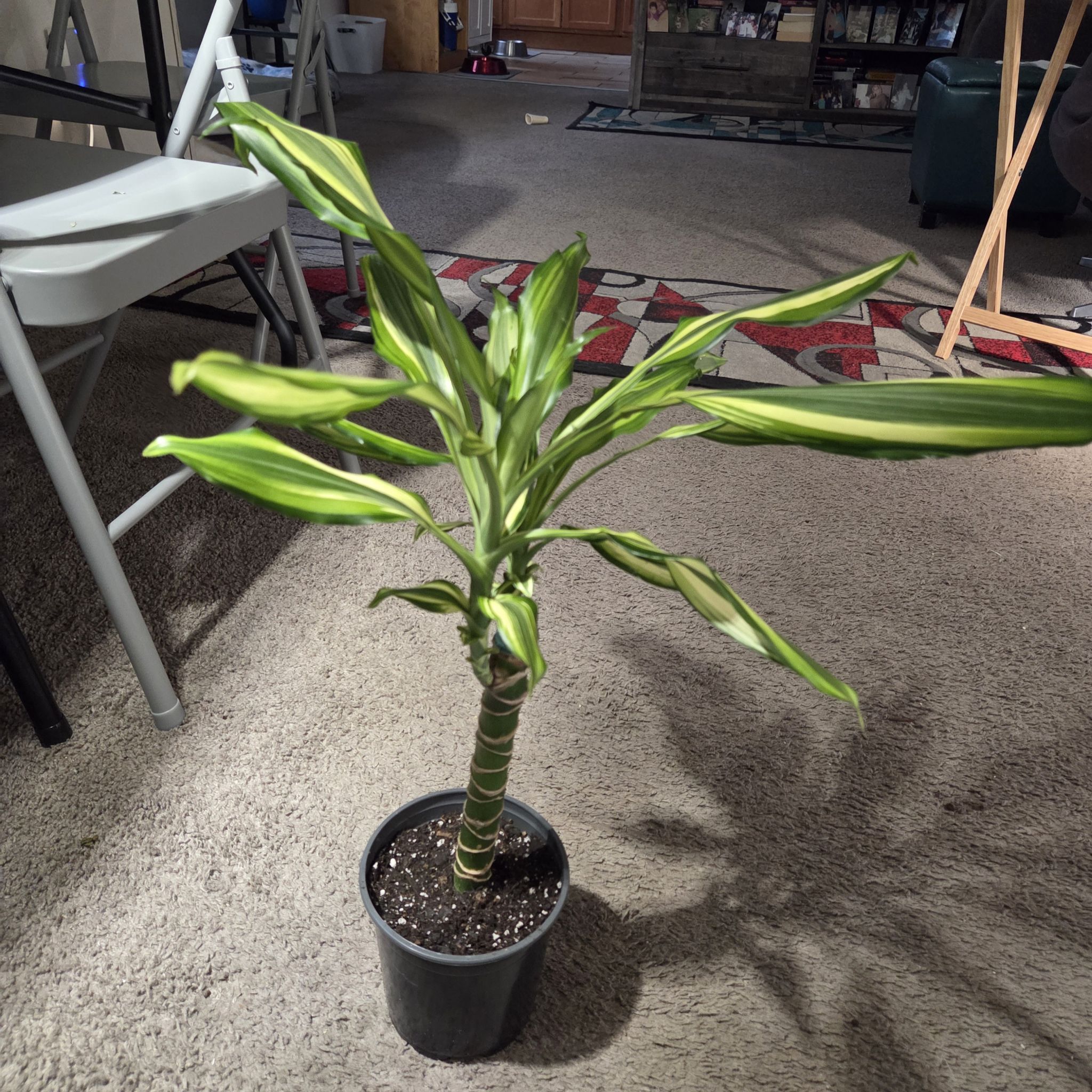 Photo of the plant species Dracaena 'Sted Sol Cane' by @NikkiBplantmom named TAKARA on Greg, the plant care app