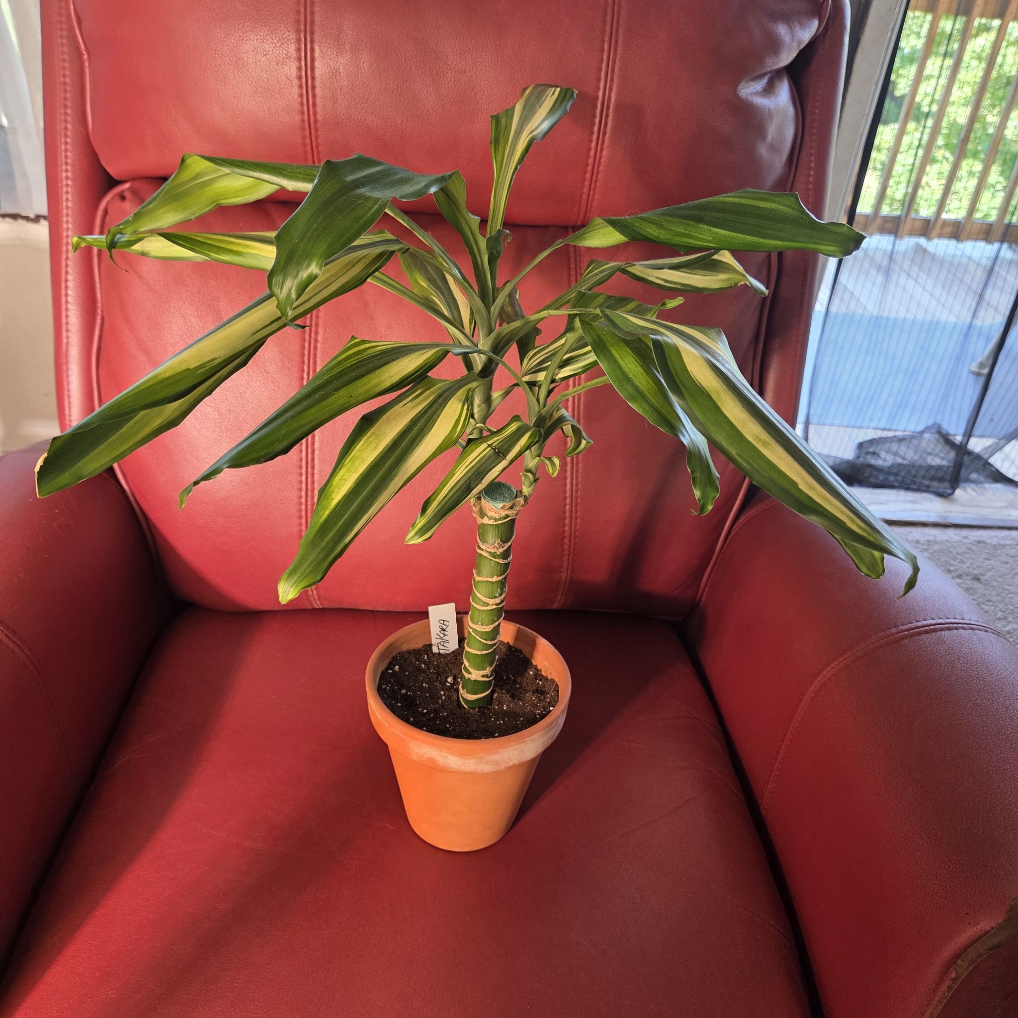 Photo of the plant species Dracaena 'Sted Sol Cane' by @NikkiBplantmom named TAKARA on Greg, the plant care app