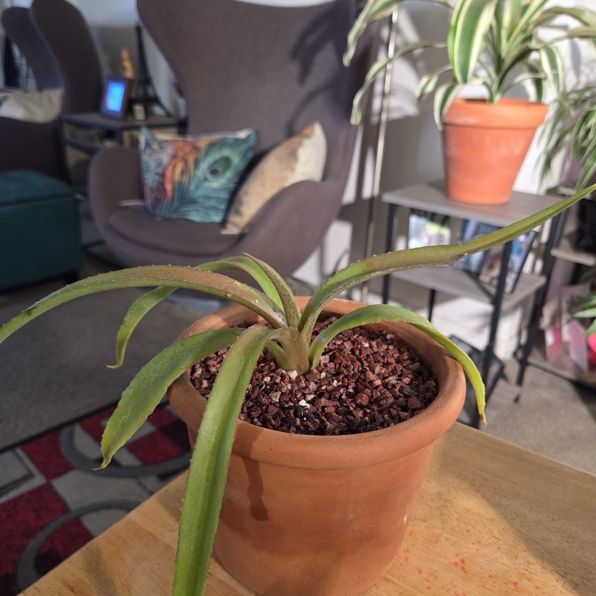 Photo of the plant species Mangave 'Red Wing' by @NikkiBplantmom named CHII on Greg, the plant care app