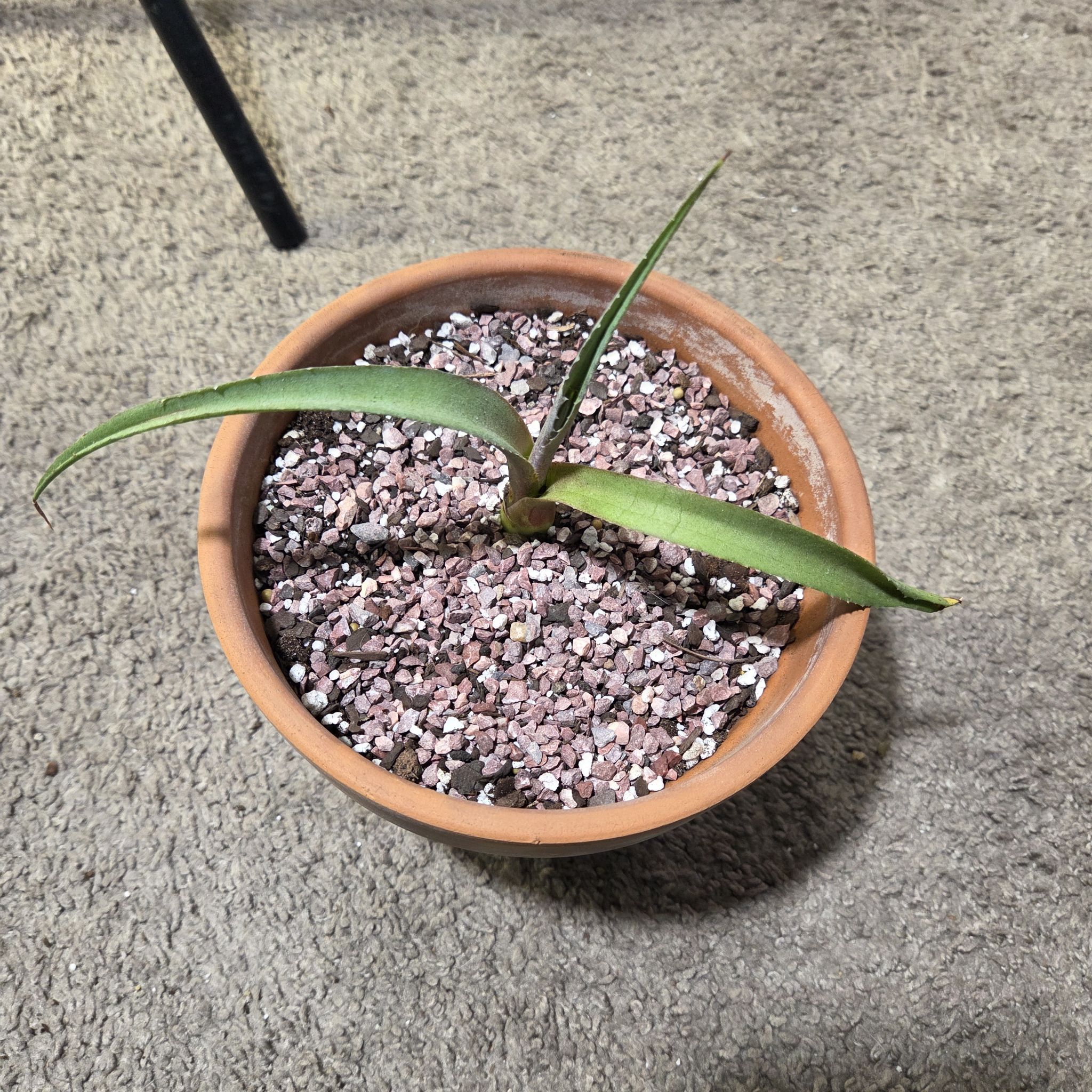 Photo of the plant species Mangave 'Red Wing' by @NikkiBplantmom named CHII on Greg, the plant care app