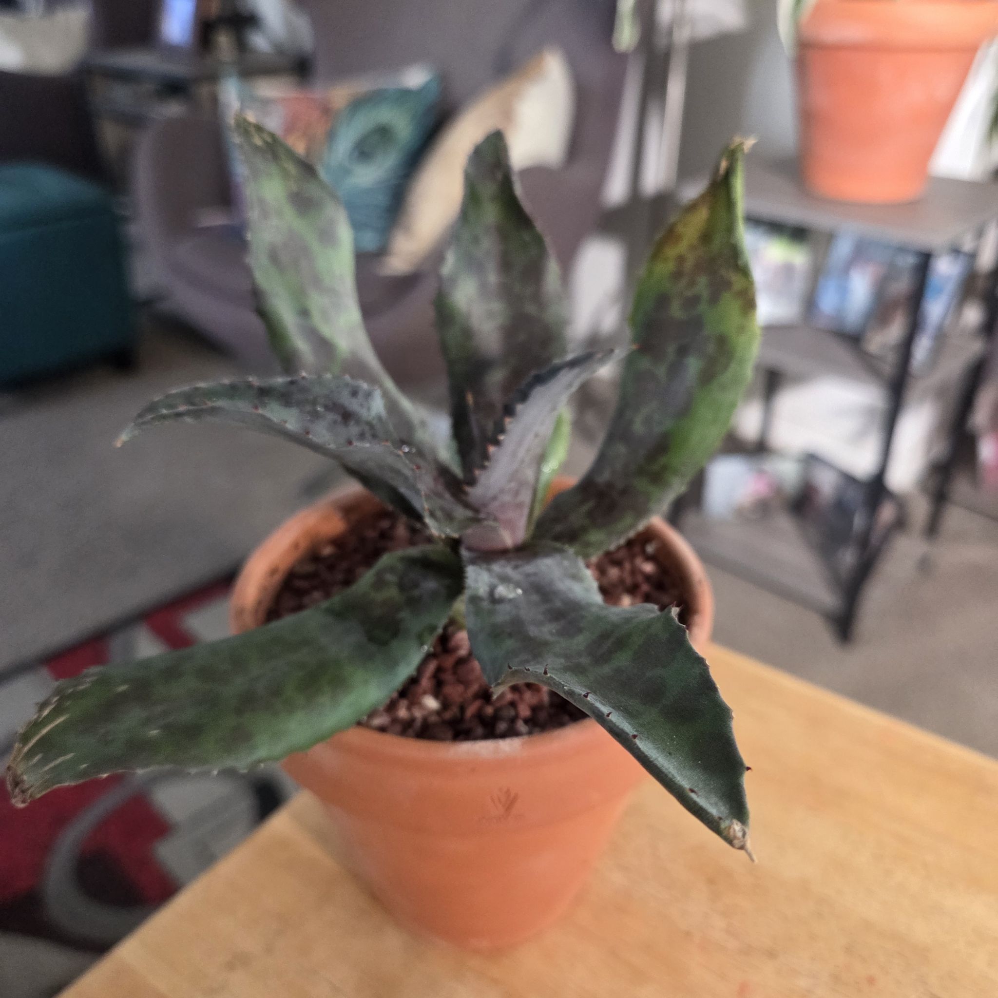 Photo of the plant species Mangave 'Night Owl' by @NikkiBplantmom named SHABBA on Greg, the plant care app