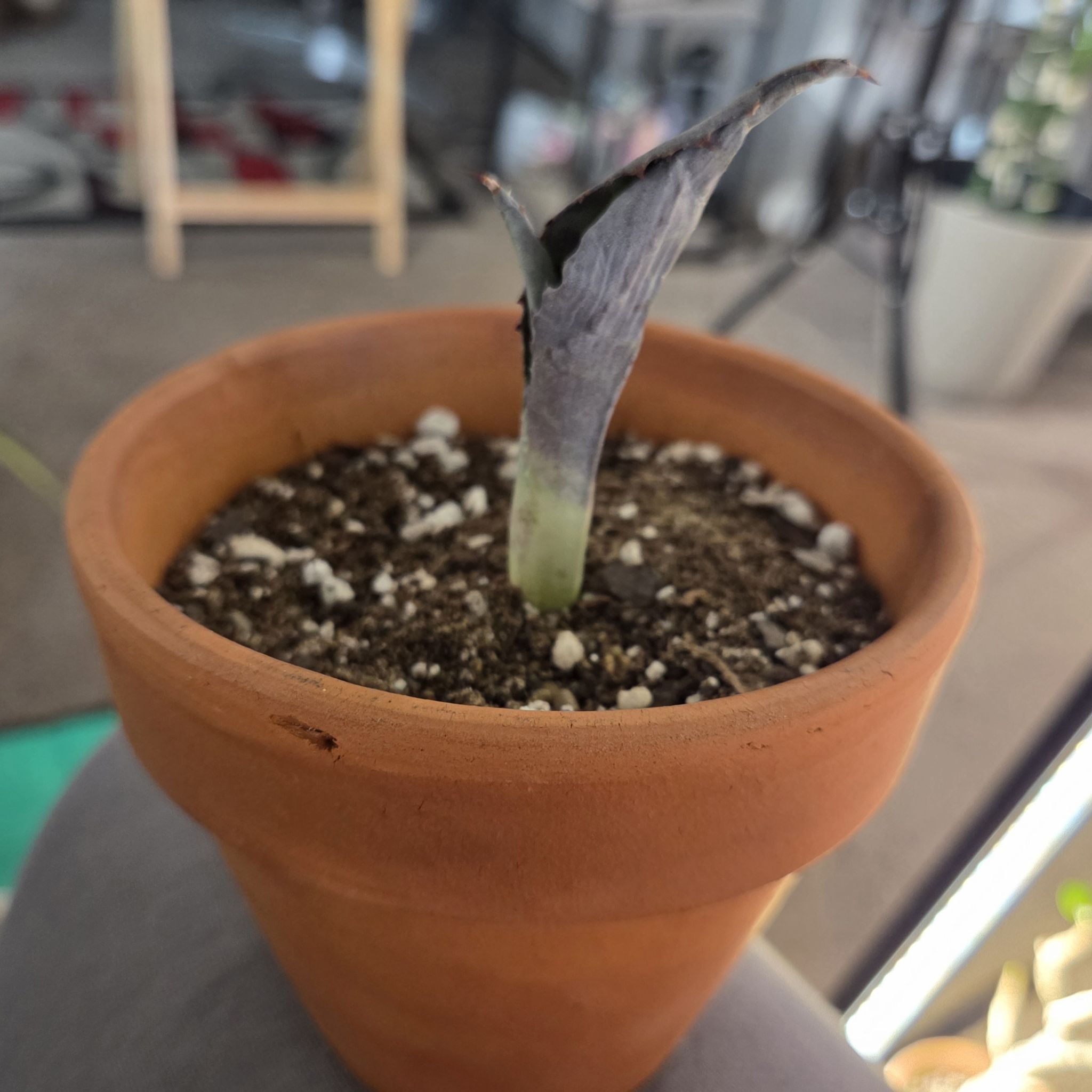 Photo of the plant species Mangave 'Night Owl' by @NikkiBplantmom named SHABBA on Greg, the plant care app