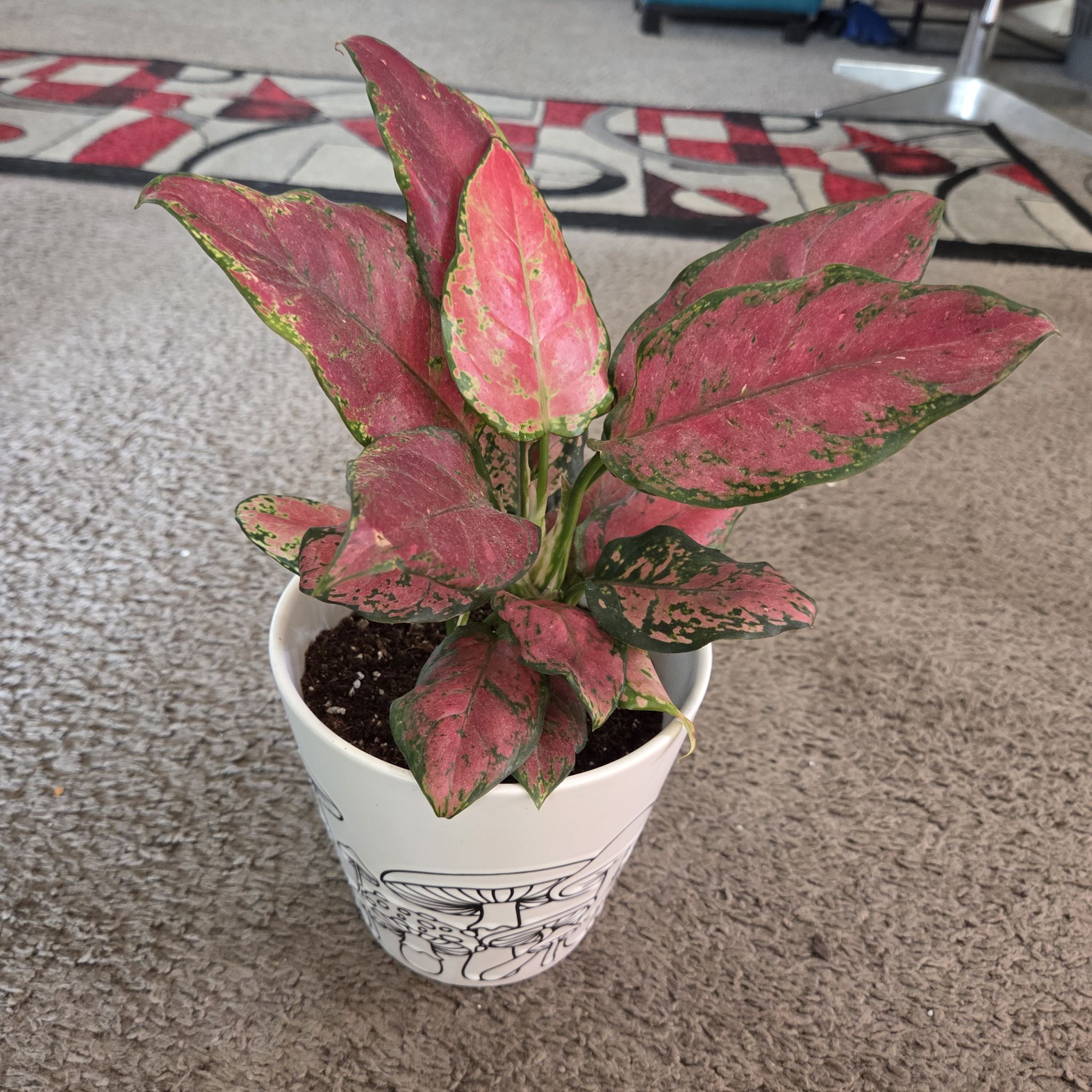 Photo of the plant species Anglaonema Black Maroon by @NikkiBplantmom named TREVANTE RHODES on Greg, the plant care app