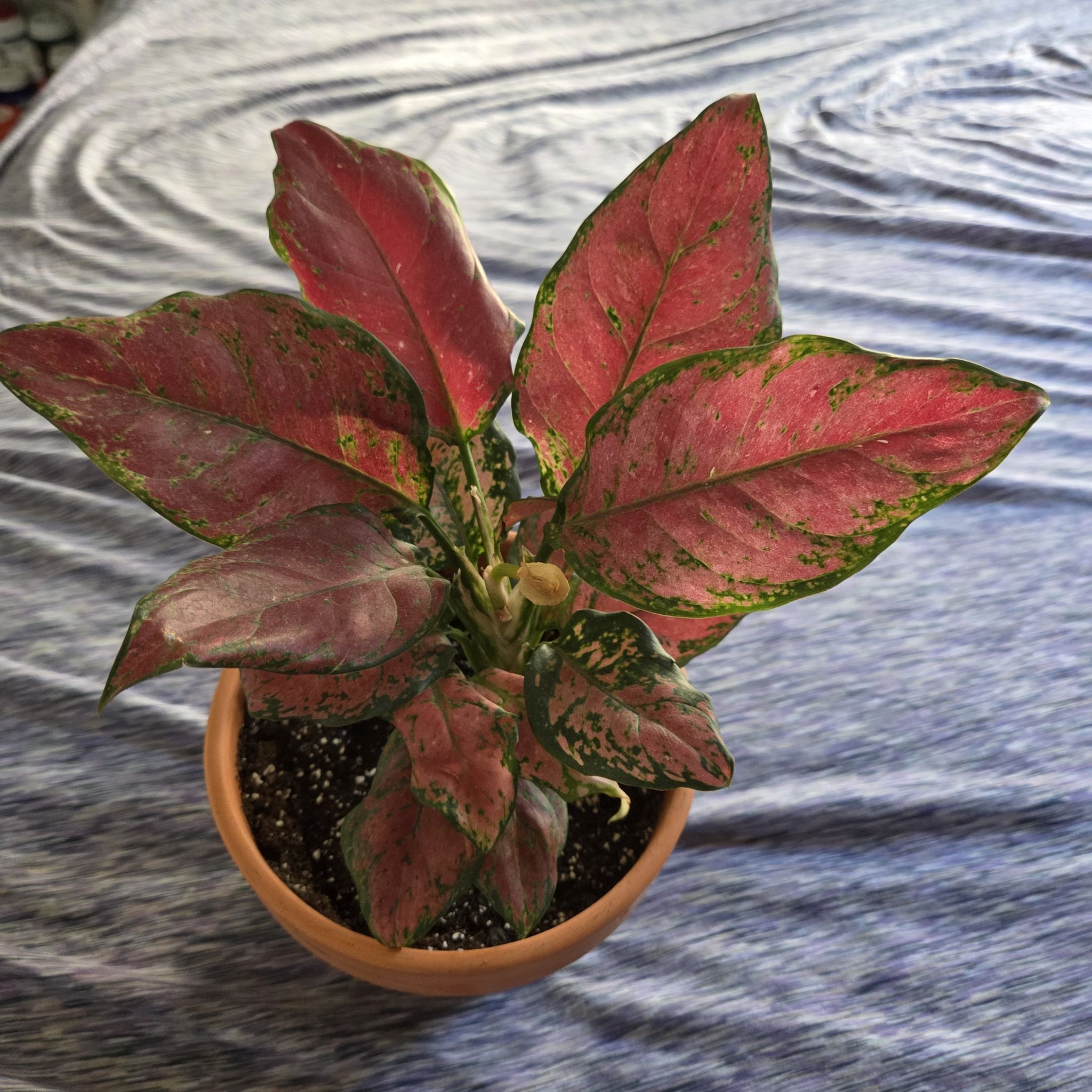 Photo of the plant species Anglaonema Black Maroon by @NikkiBplantmom named LUCY LU on Greg, the plant care app