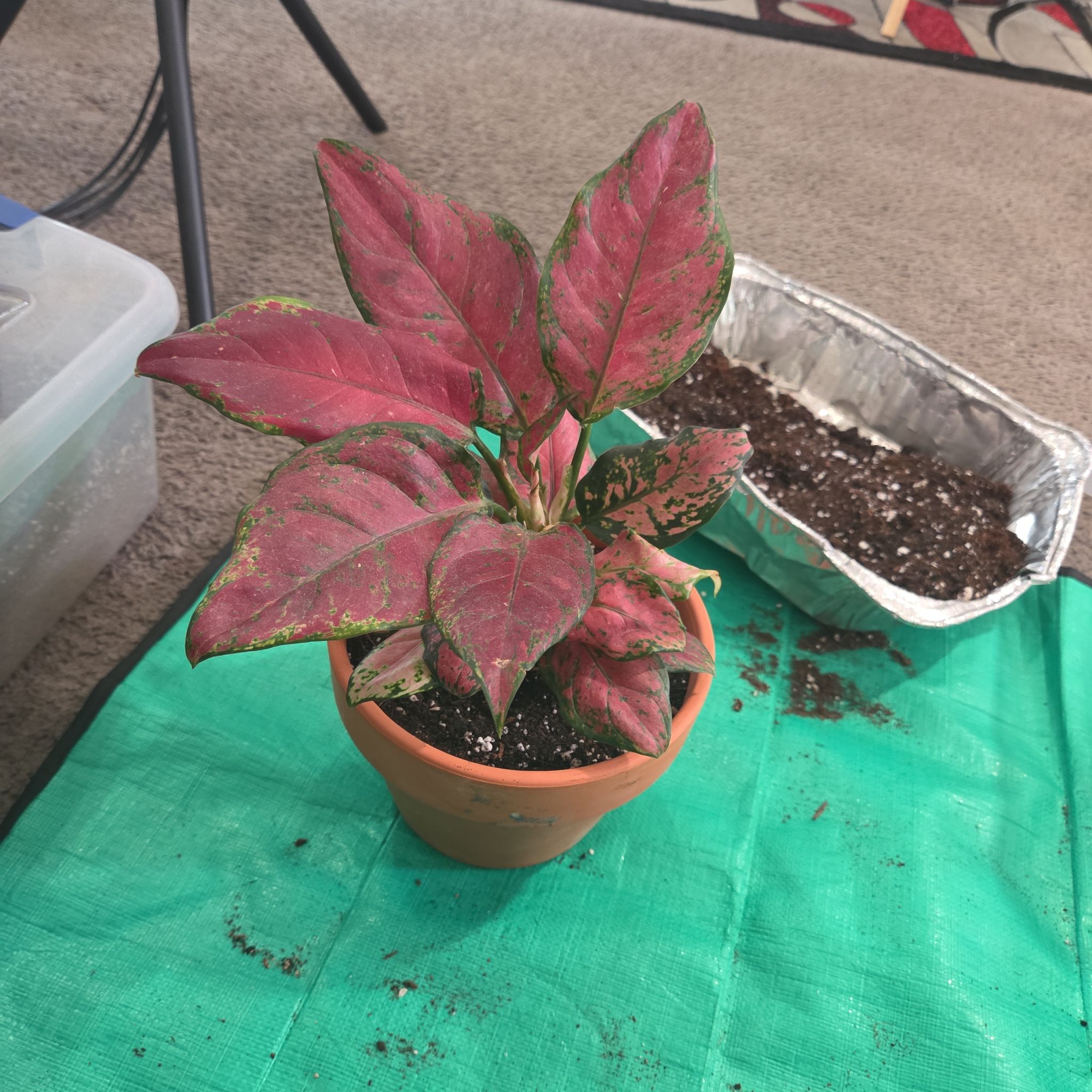 Photo of the plant species Anglaonema Black Maroon by @NikkiBplantmom named TREVANTE RHODES on Greg, the plant care app