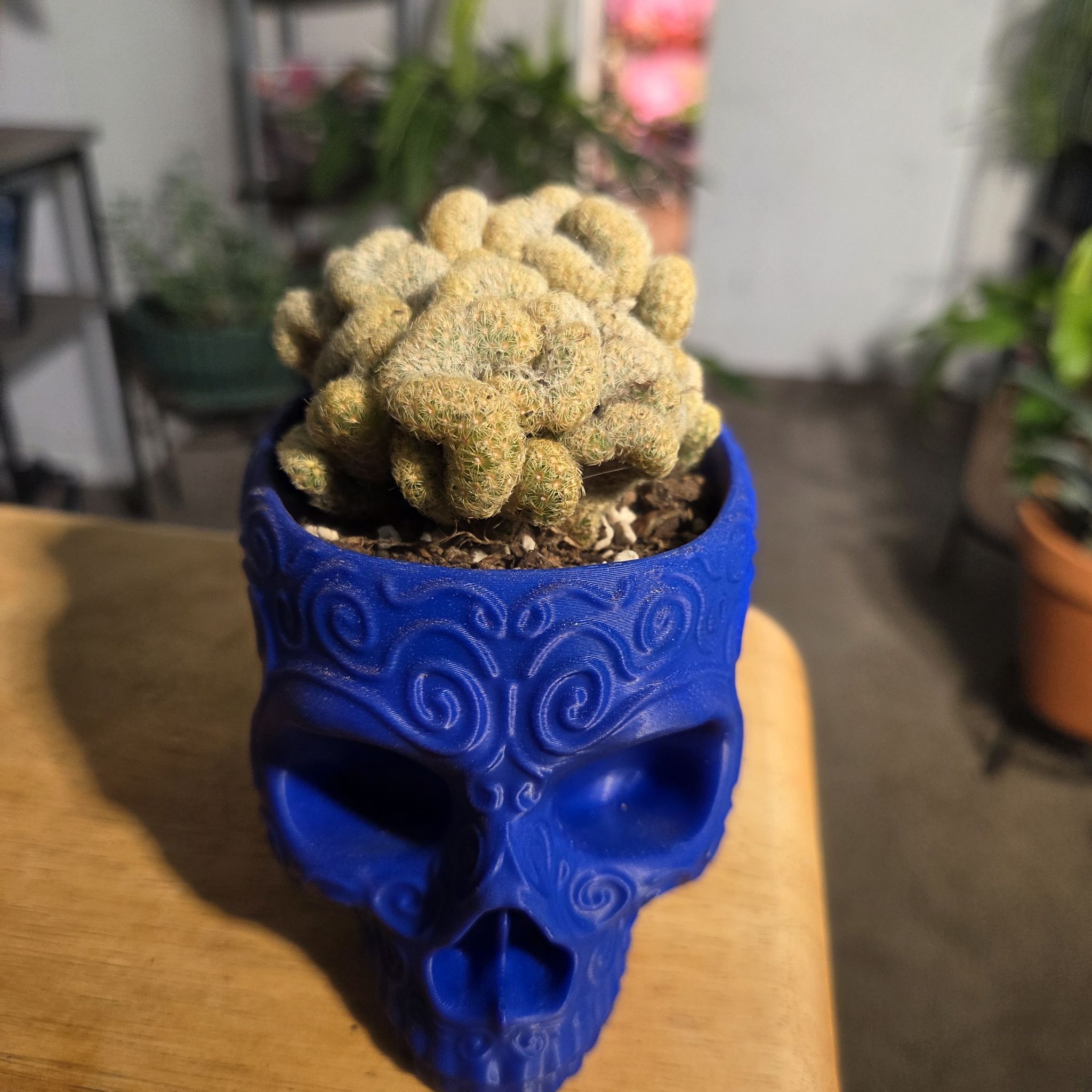 Photo of the plant species Golden Brain Cactus by @NikkiBplantmom named DAKOTA on Greg, the plant care app