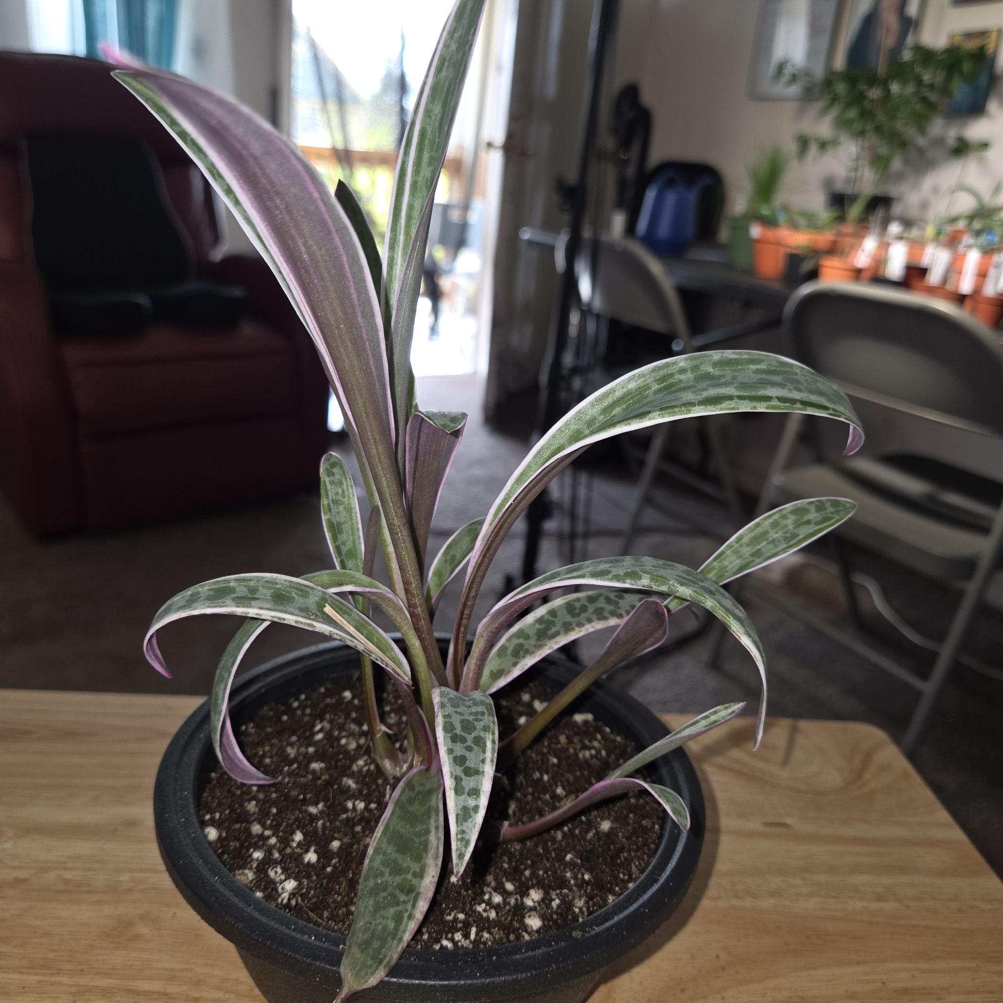 Photo of the plant species Variegated Silver Squill by @NikkiBplantmom named CHAKA KAHN on Greg, the plant care app