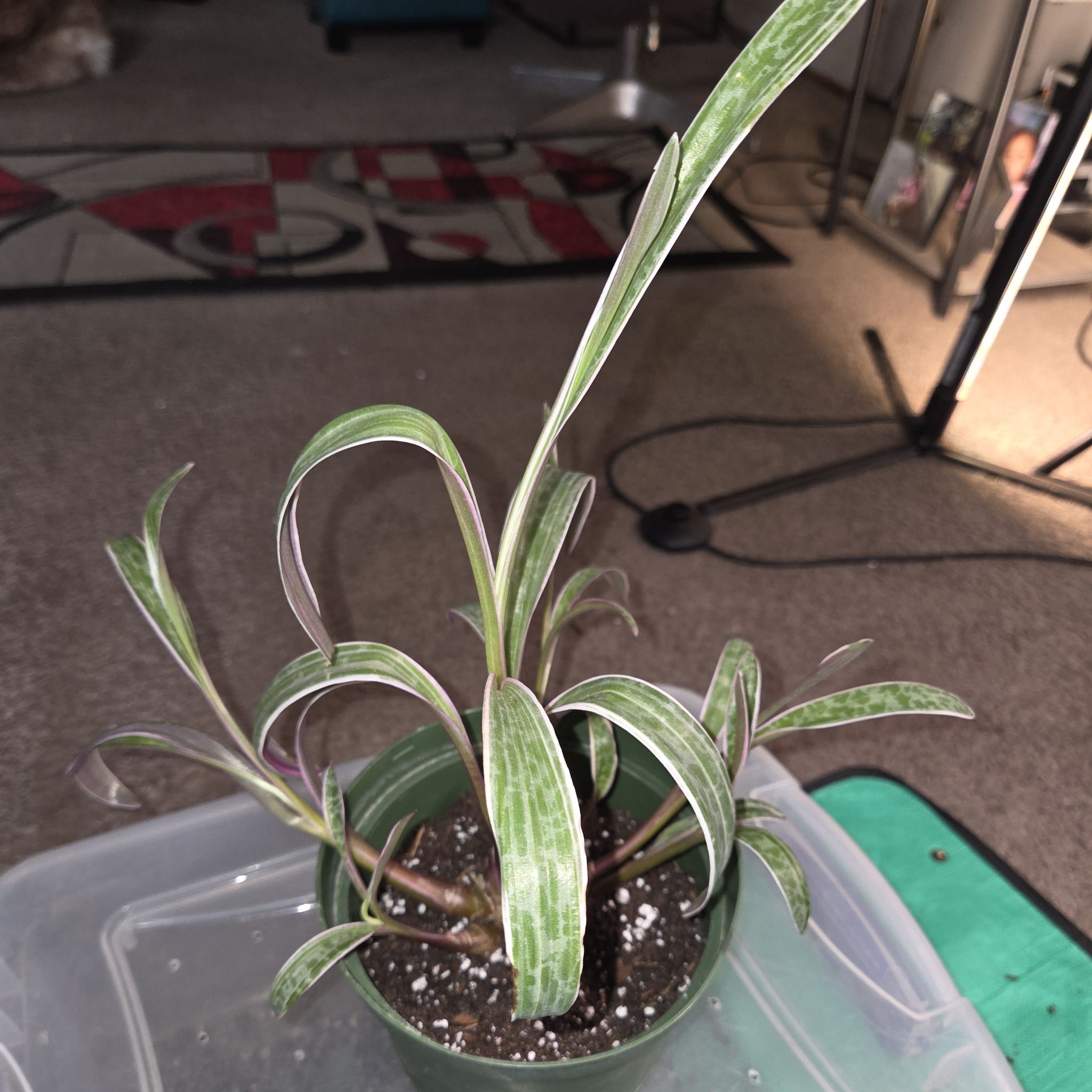 Photo of the plant species Variegated Silver Squill by @NikkiBplantmom named CHAKA KAHN on Greg, the plant care app