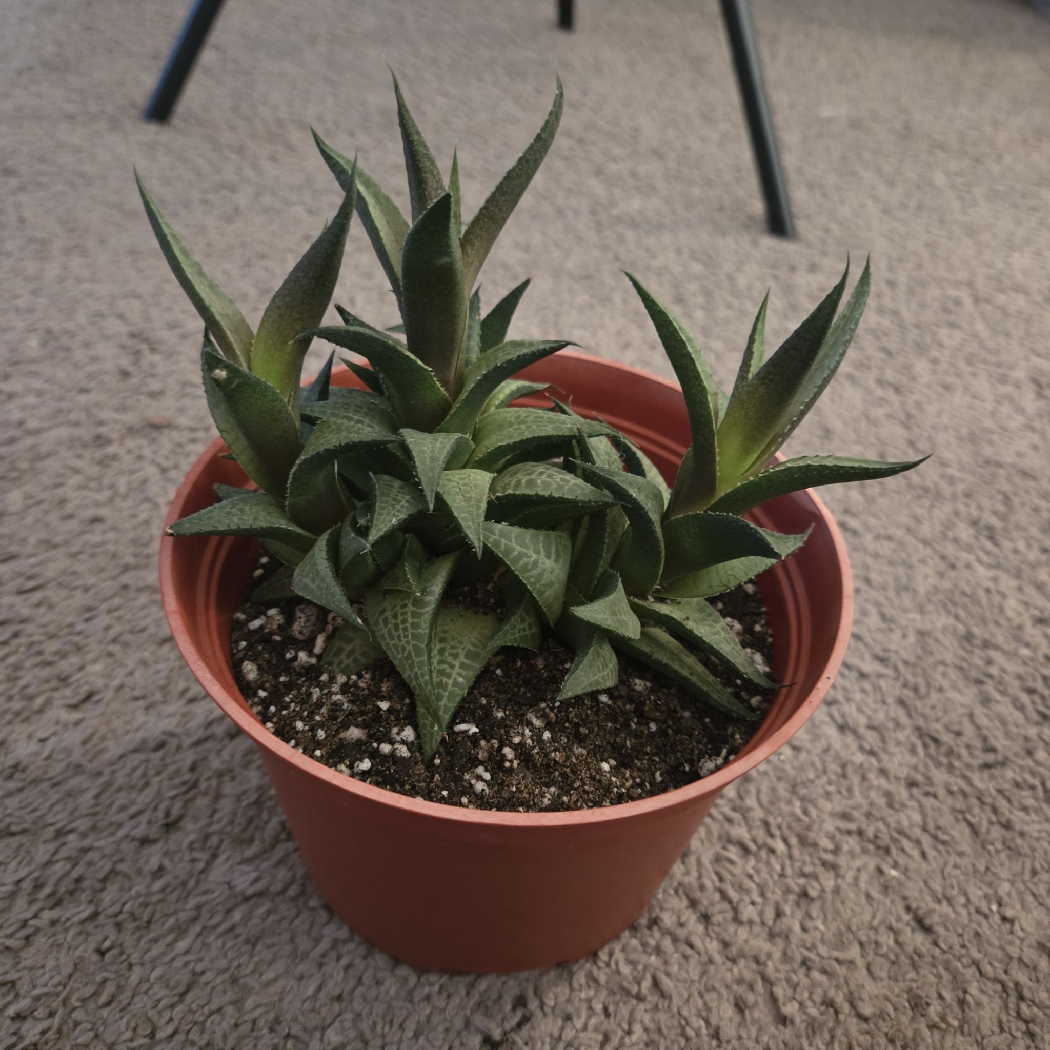 Photo of the plant species Haworthia tesselata by @NikkiBplantmom named ZELMA on Greg, the plant care app