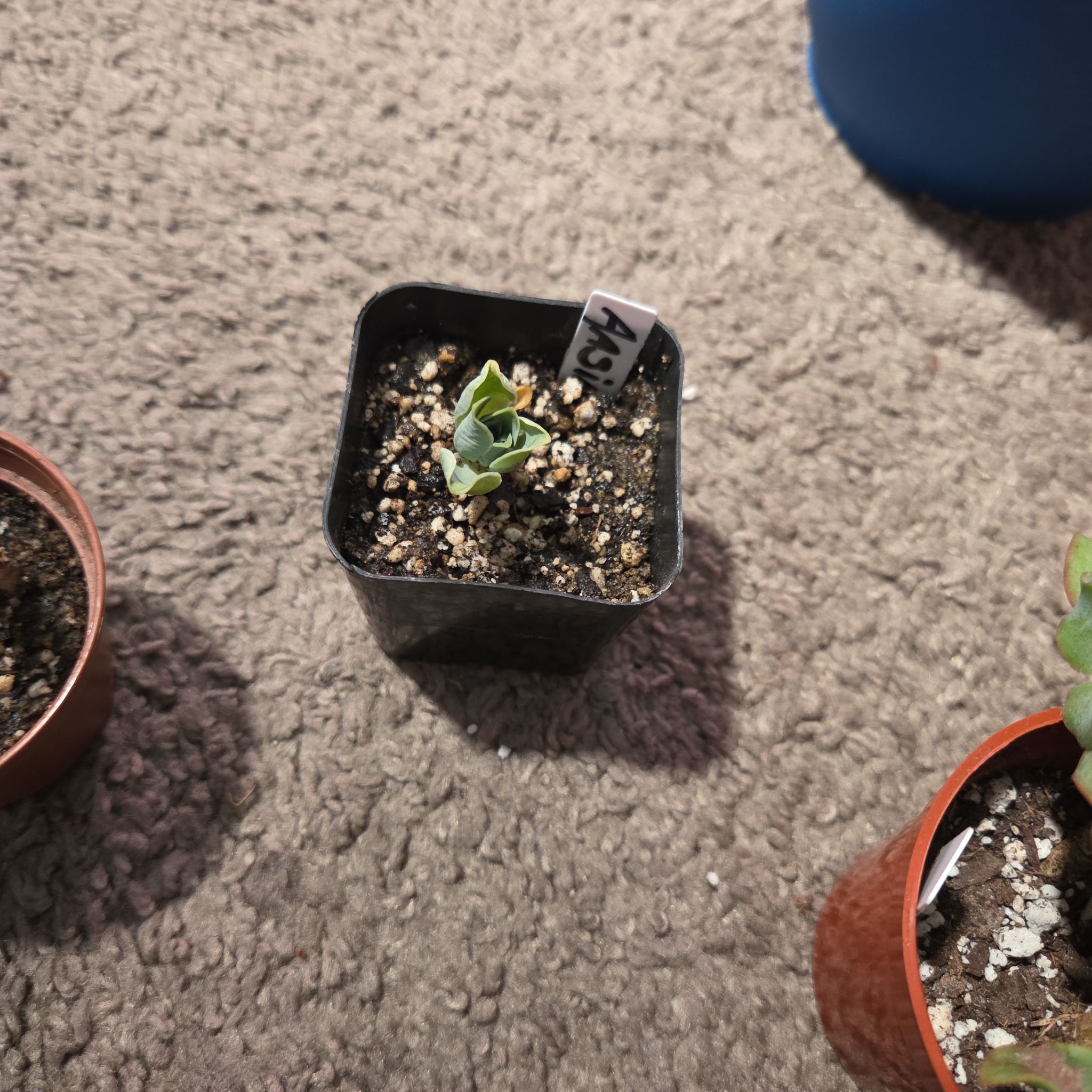 Photo of the plant species Mountain Rose by @NikkiBplantmom named VADA on Greg, the plant care app
