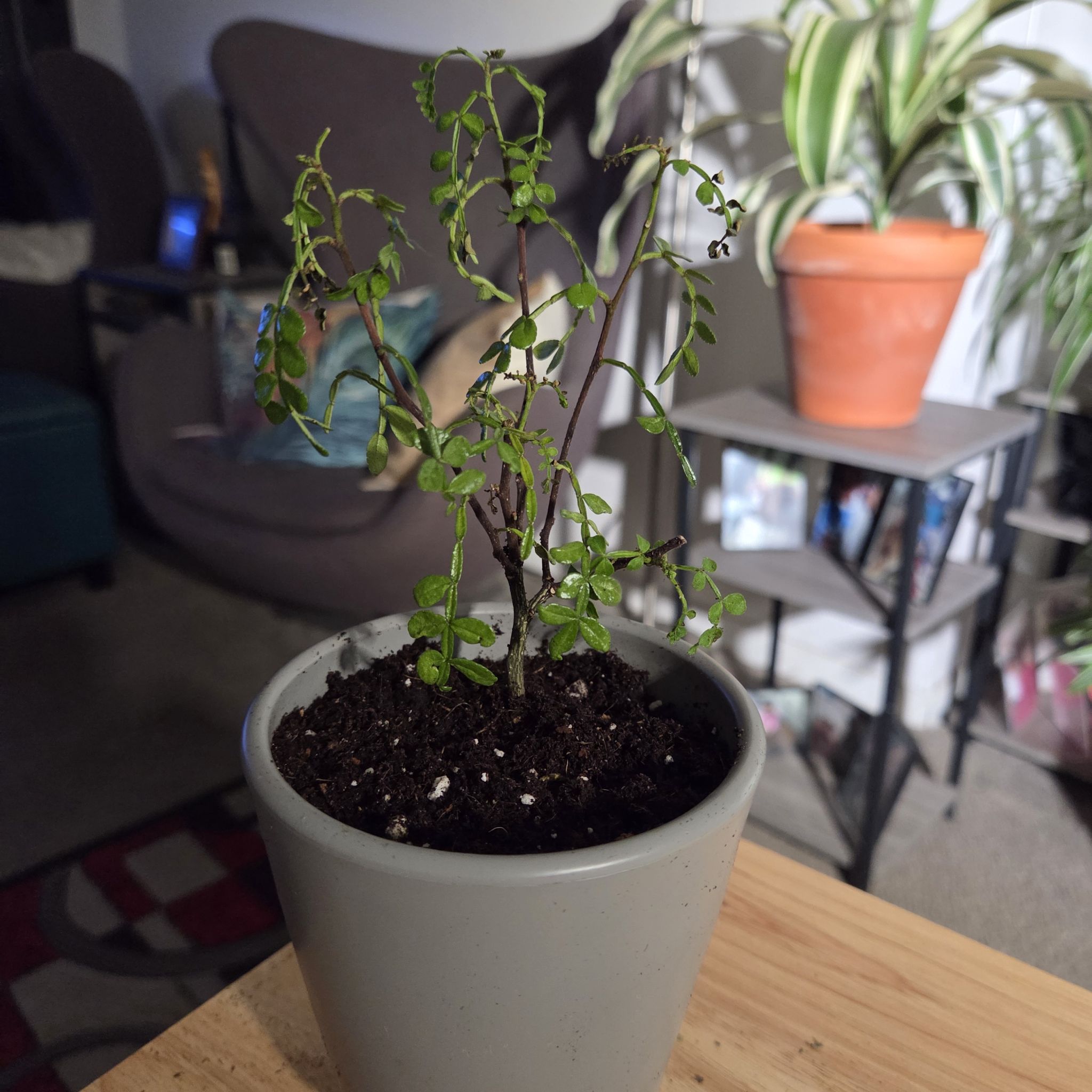 Photo of the plant species Thorny Yellowwood by @NikkiBplantmom named TOBIAS DORZON on Greg, the plant care app