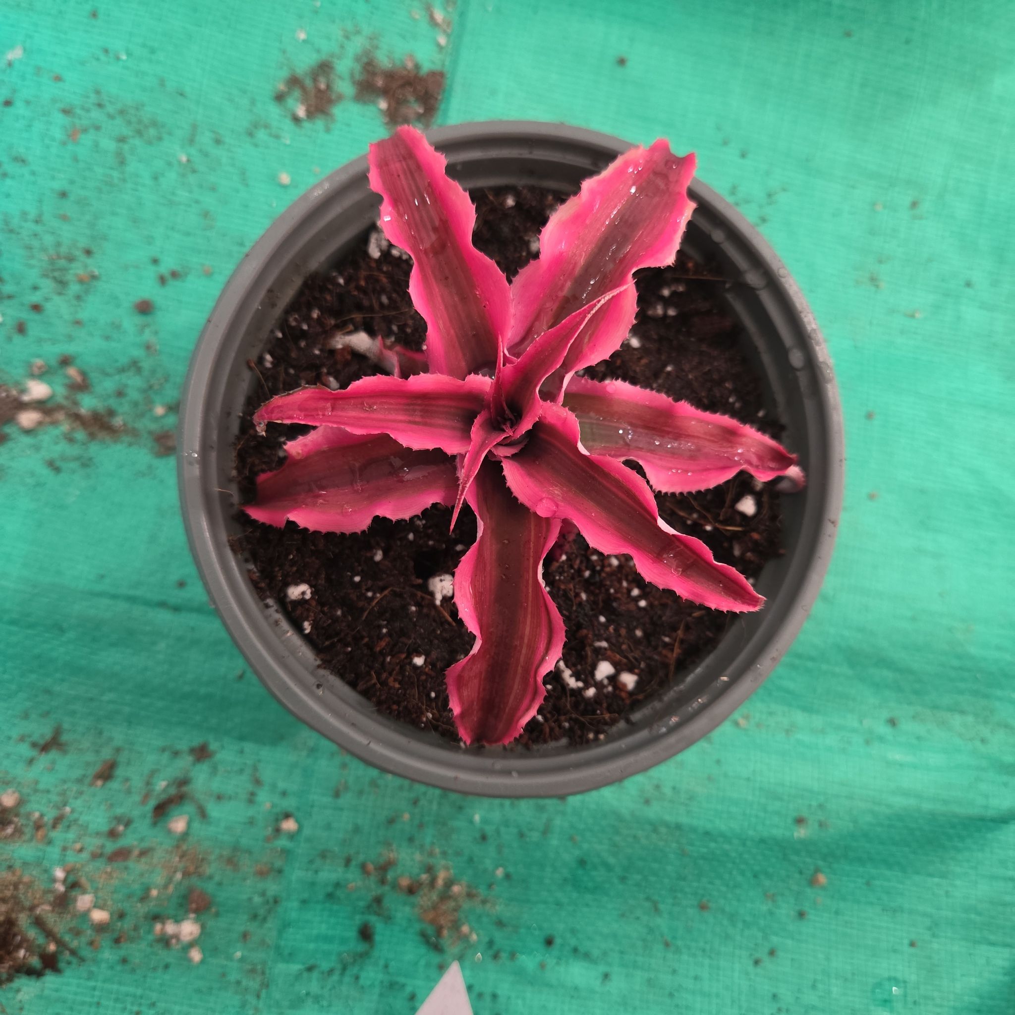 Photo of the plant species Cryptanthus 'Fire Mystic' by @NikkiBplantmom named ZA' on Greg, the plant care app