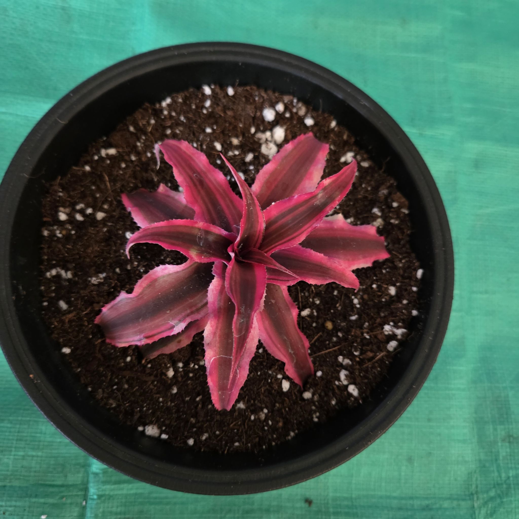 Photo of the plant species Cryptanthus 'Fire Mystic' by @NikkiBplantmom named ZA' on Greg, the plant care app