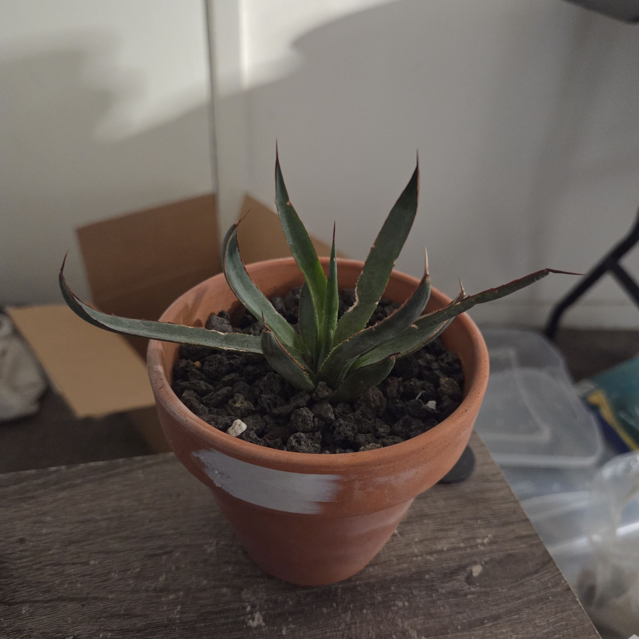 Photo of the plant species Praying Hands Mangave by @NikkiBplantmom named KINGSTON on Greg, the plant care app