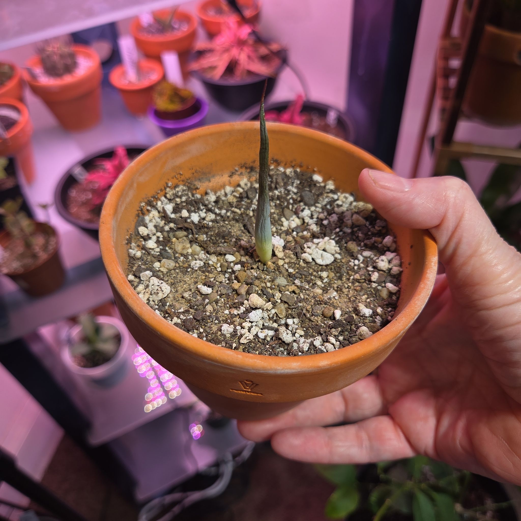 Photo of the plant species Praying Hands Mangave by @NikkiBplantmom named CAIRO on Greg, the plant care app