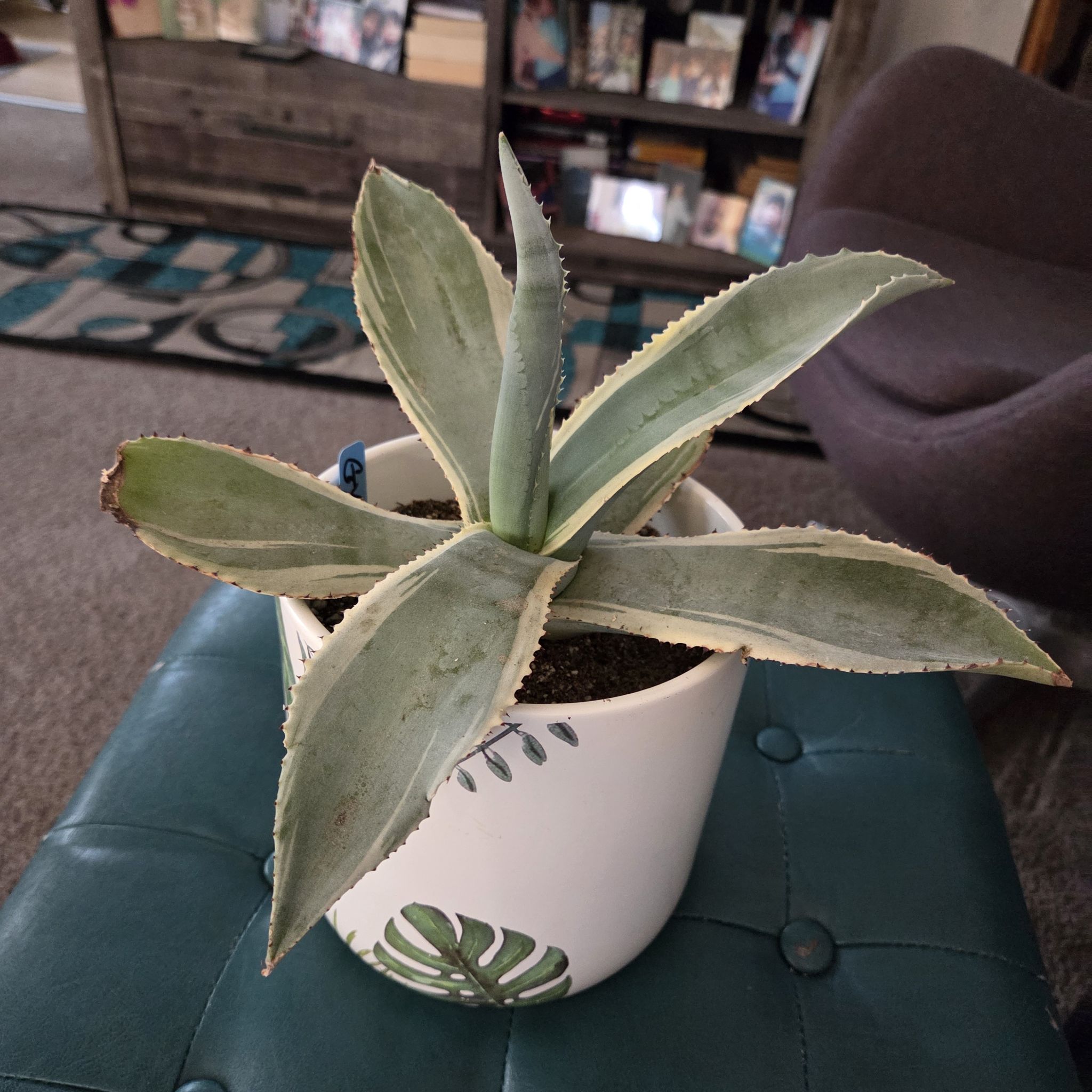 Photo of the plant species Agave Ivory Curls by @NikkiBplantmom named GYPSY on Greg, the plant care app