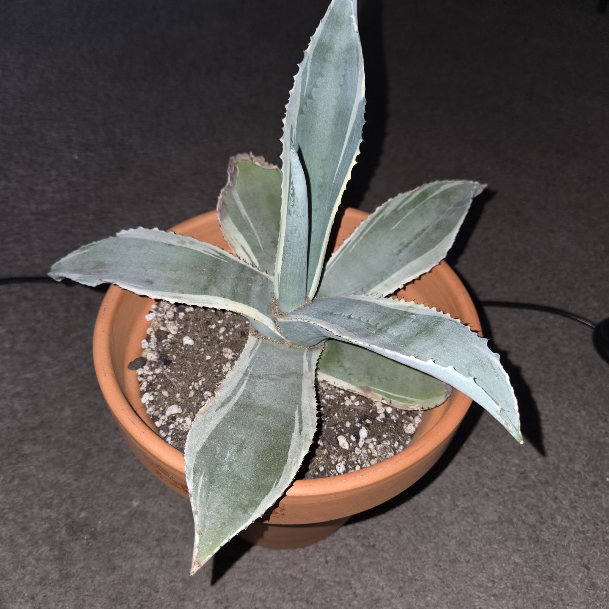 Photo of the plant species Agave Ivory Curls by @NikkiBplantmom named GYPSY on Greg, the plant care app