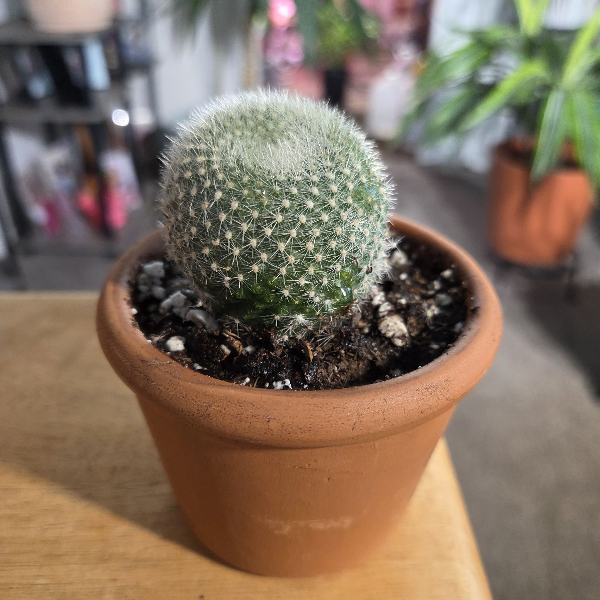 Photo of the plant species Scarlet Ball Cactus by @NikkiBplantmom named RAJA on Greg, the plant care app