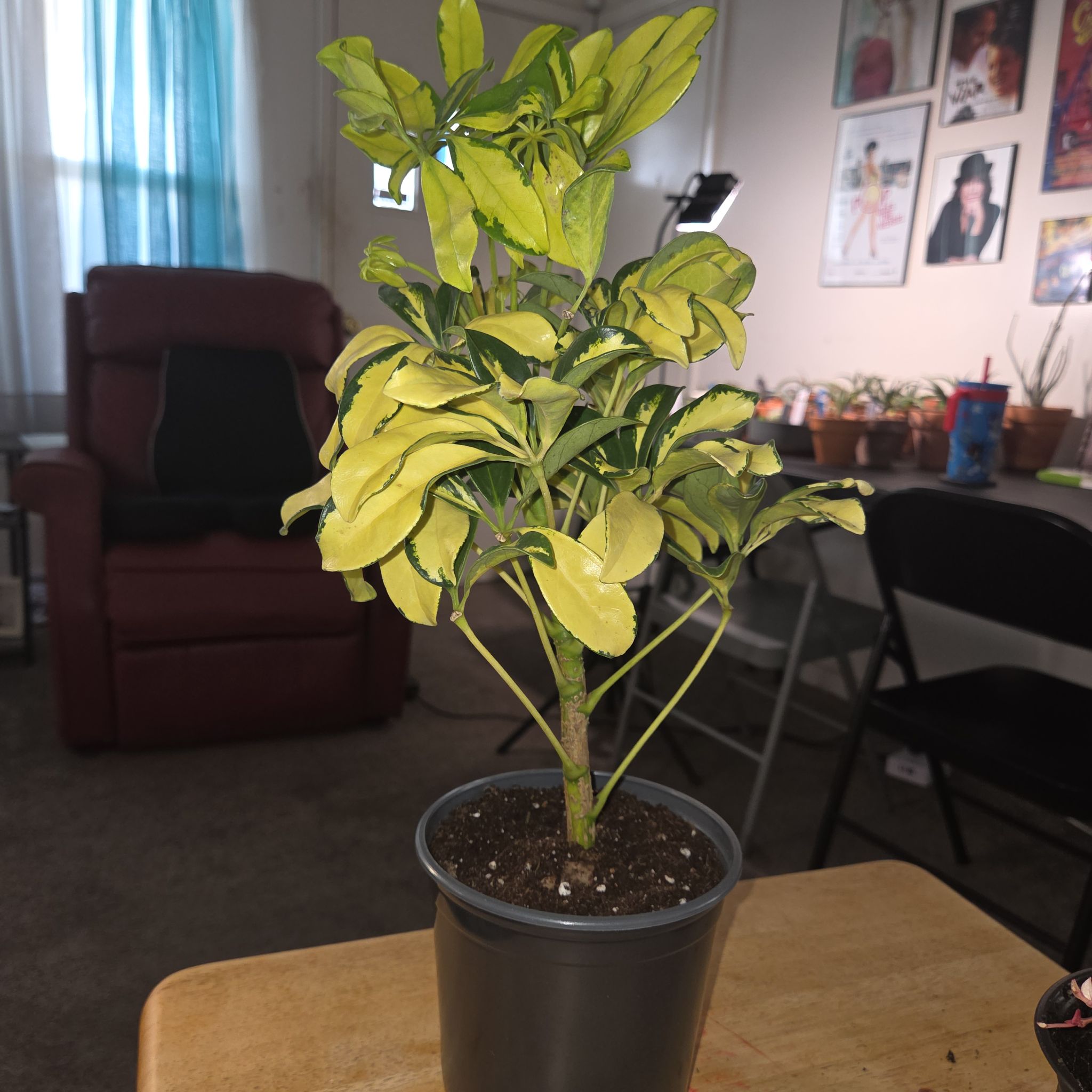 Photo of the plant species Varigated Dwarf Umbrella Tree by @NikkiBplantmom named TAHIRA on Greg, the plant care app