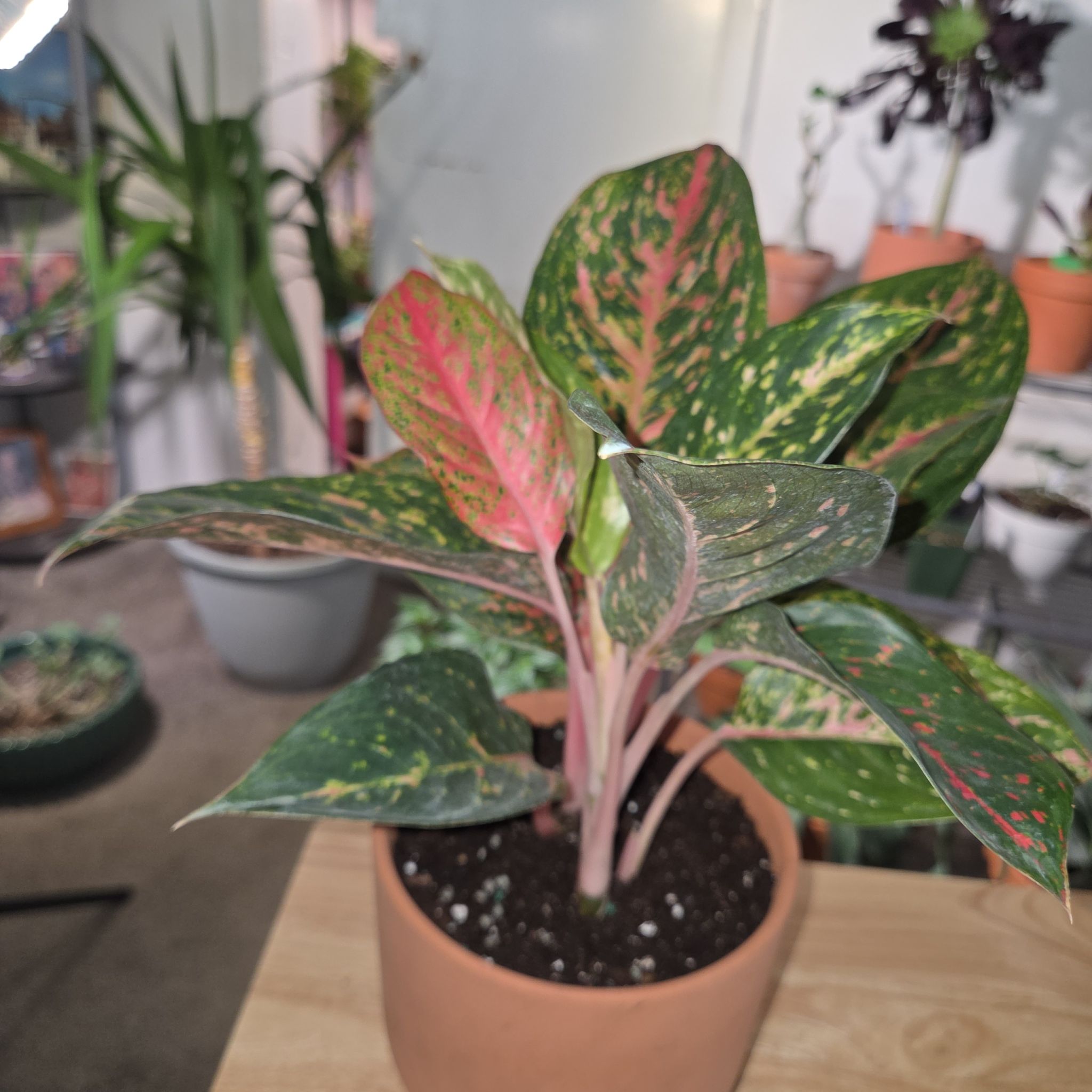 Photo of the plant species Aglaonema 'Chanel' by @NikkiBplantmom named NYSARI on Greg, the plant care app