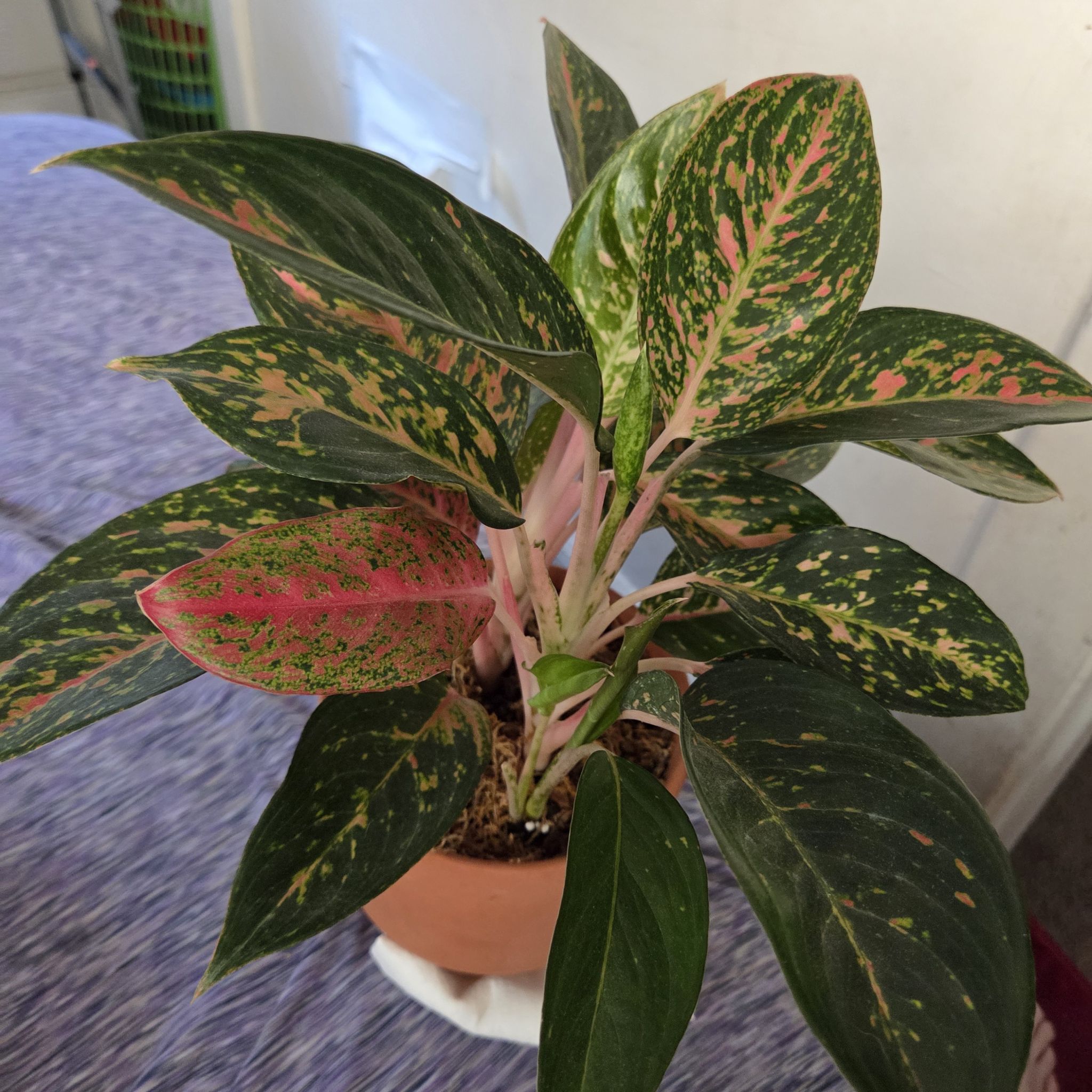 Photo of the plant species Aglaonema 'Chanel' by @NikkiBplantmom named NYSARI on Greg, the plant care app