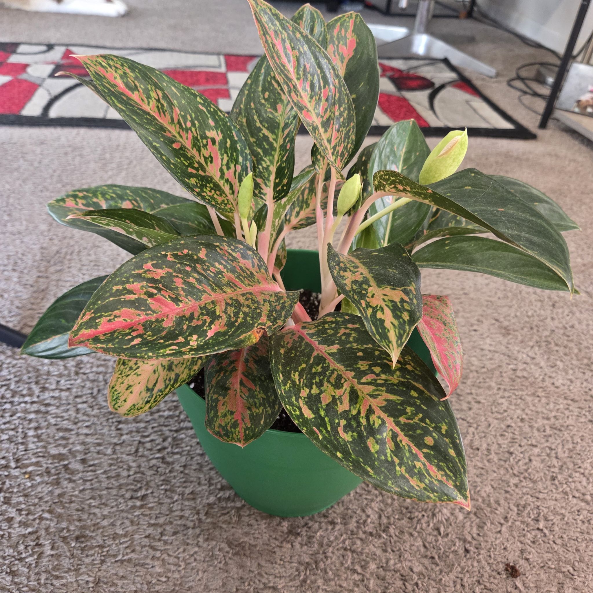 Photo of the plant species Aglaonema 'Chanel' by @NikkiBplantmom named NYSARI on Greg, the plant care app