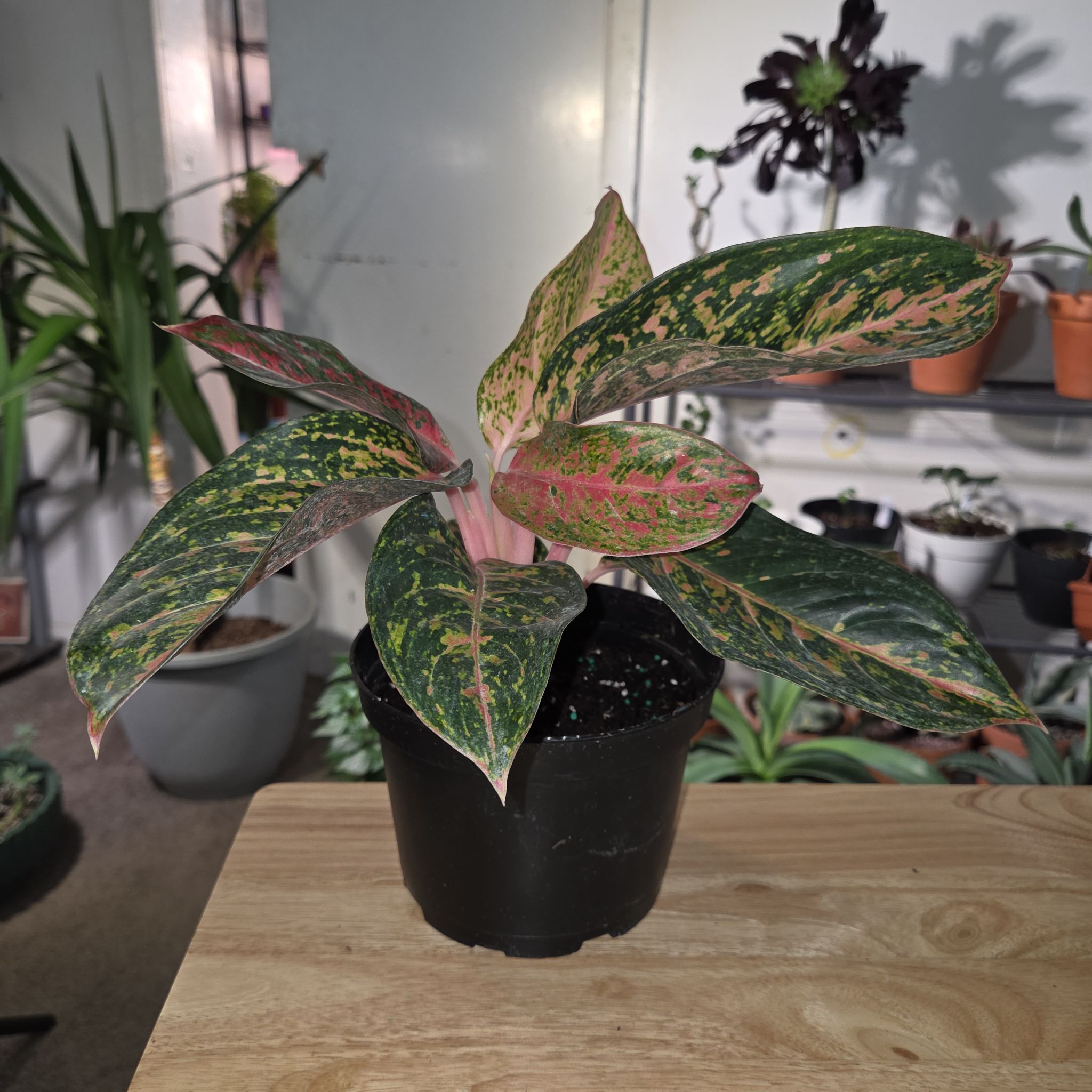 Plant care for Anthurium crystallinum magnificum on Greg, the plant care app