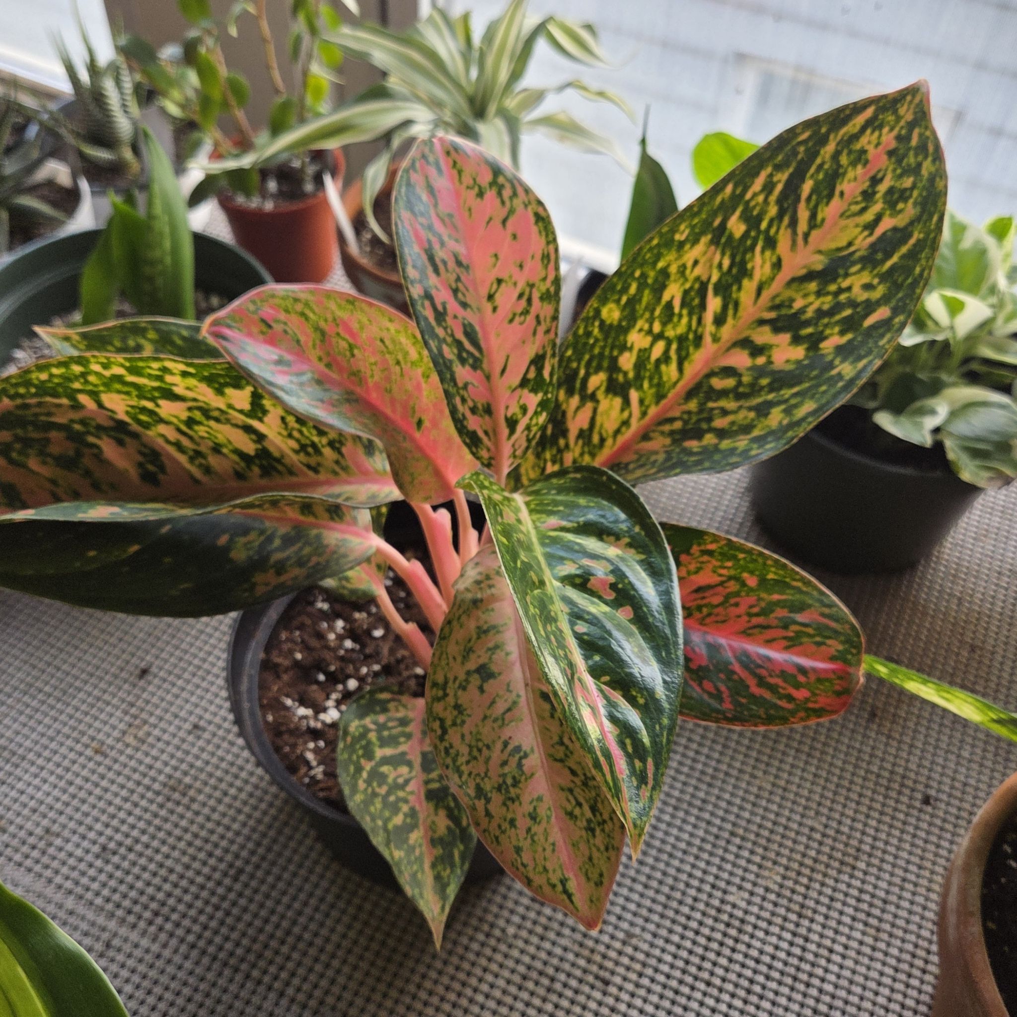 Photo of the plant species Aglaonema 'Chanel' by @NikkiBplantmom named SASHA on Greg, the plant care app