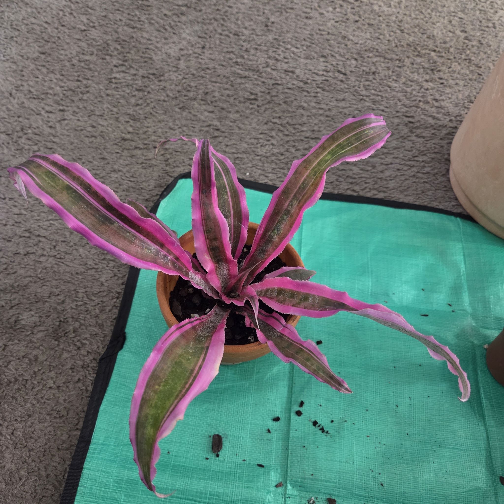 Photo of the plant species Cryptanthus 'Red Starlight' by @NikkiBplantmom named ODYSSEY on Greg, the plant care app