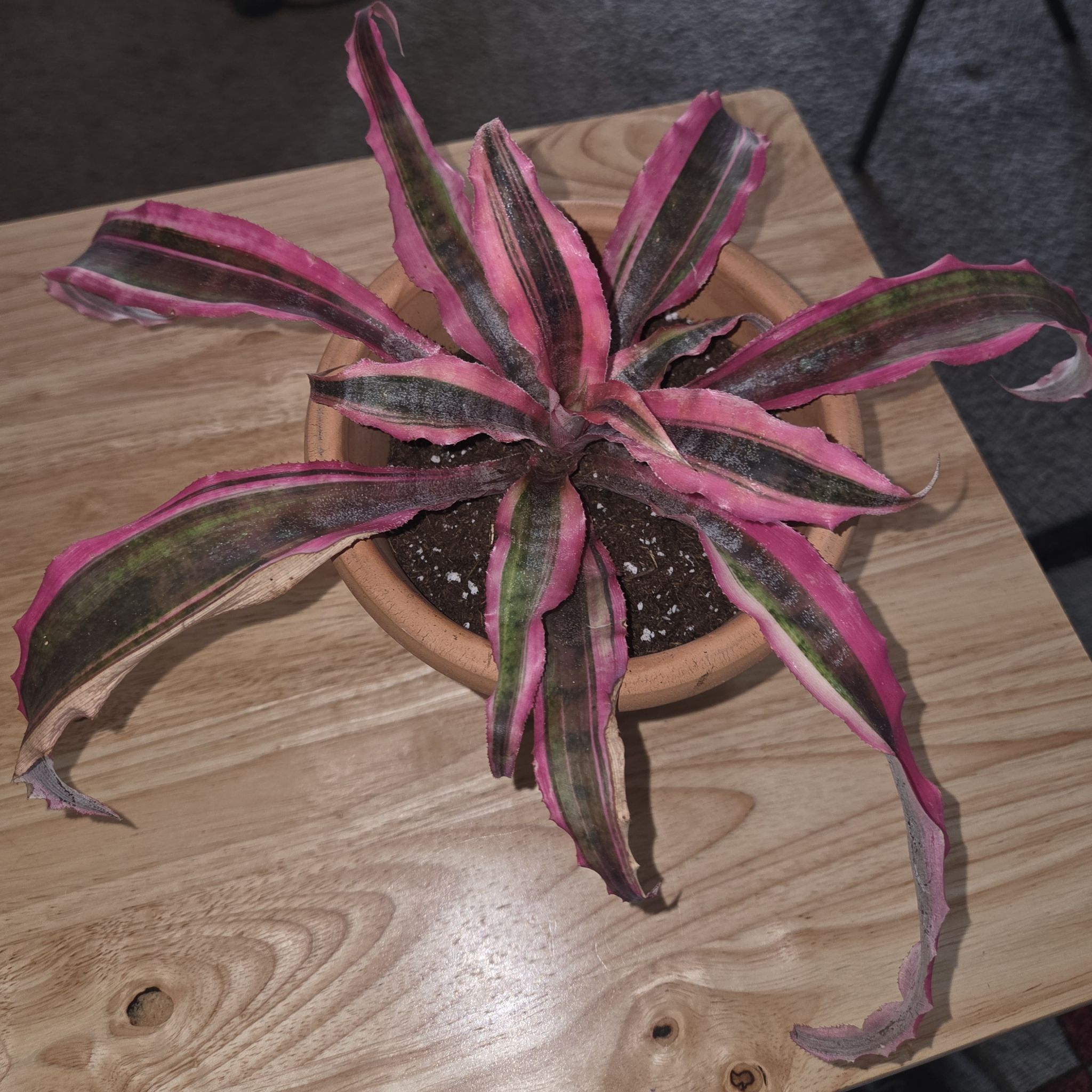 Photo of the plant species Cryptanthus 'Red Starlight' by @NikkiBplantmom named ODYSSEY on Greg, the plant care app