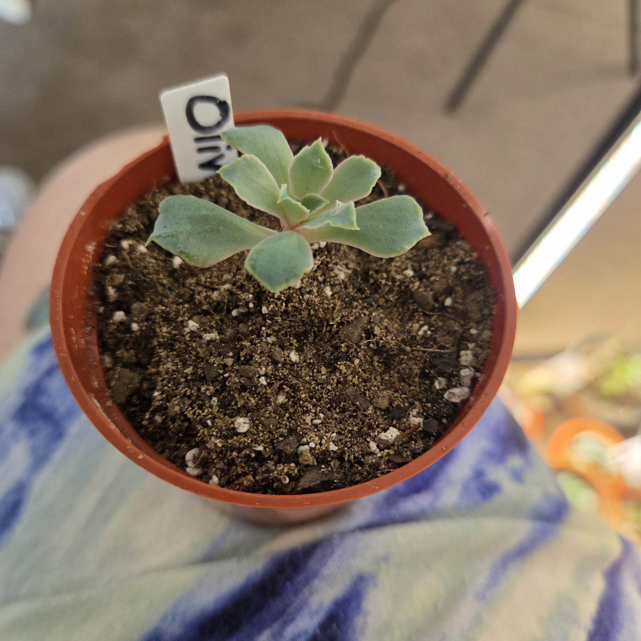 Photo of the plant species Echeveria 'Neon Breakers' by @NikkiBplantmom named OLIVINE on Greg, the plant care app