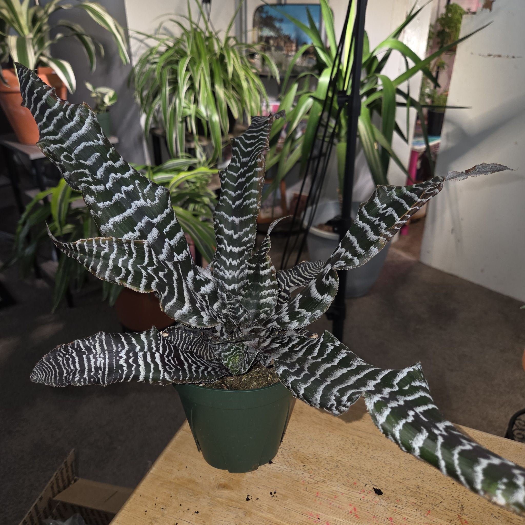 Photo of the plant species Zebra Plant by @NikkiBplantmom named OBSIDIAN on Greg, the plant care app