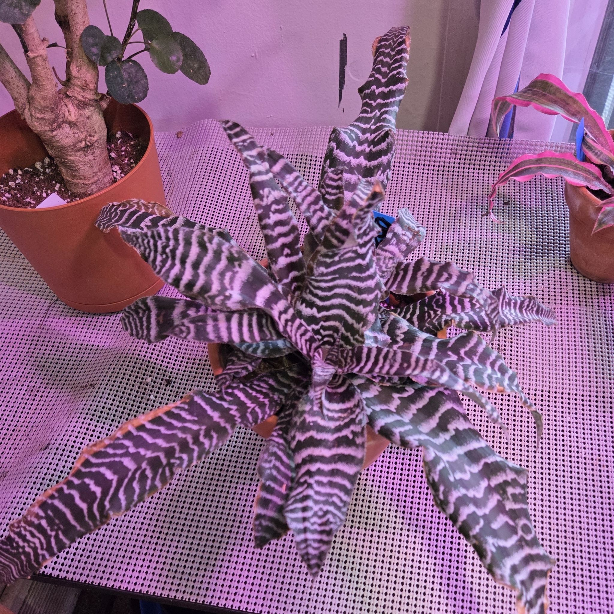 Photo of the plant species Zebra Plant by @NikkiBplantmom named OBSIDIAN on Greg, the plant care app