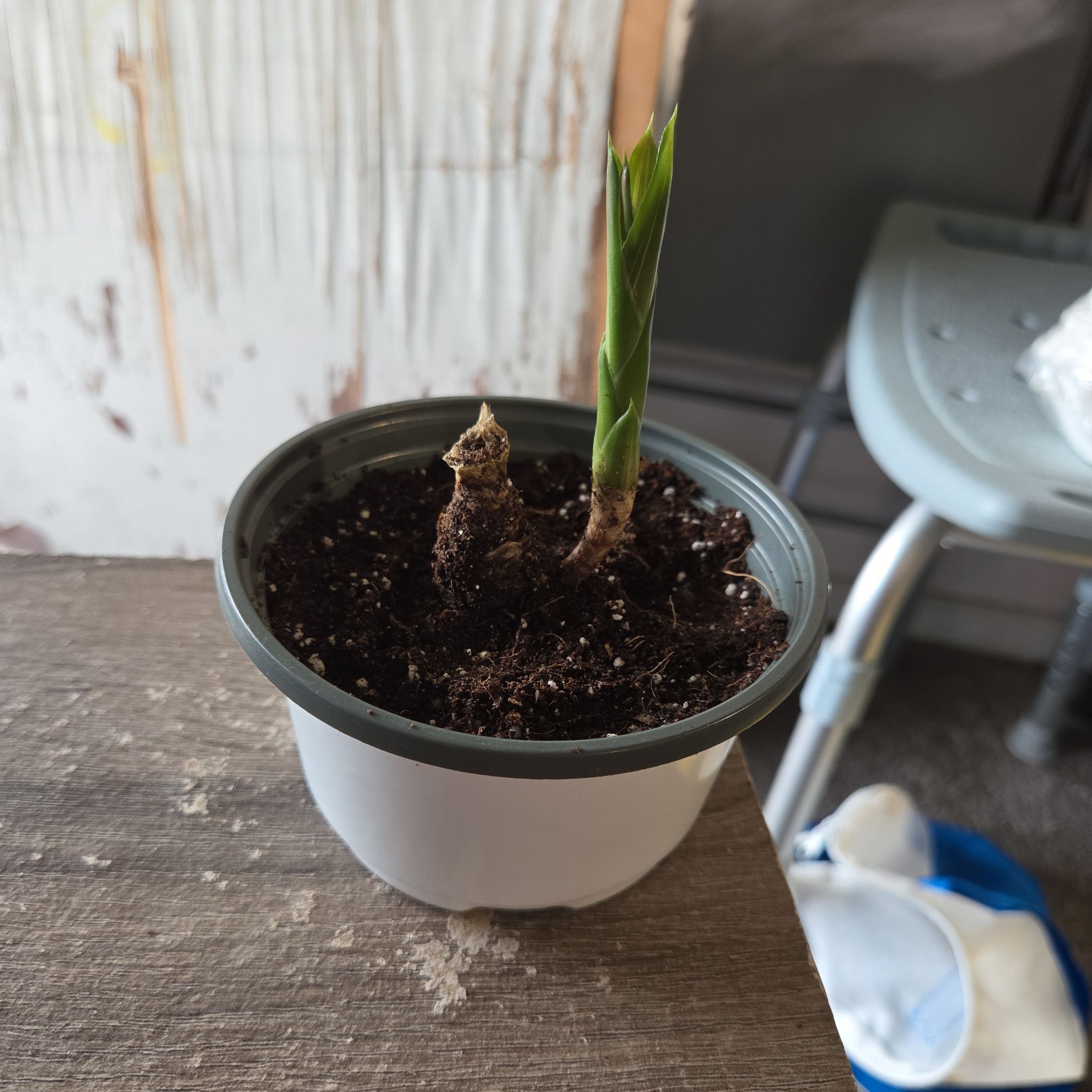 Photo of the plant species Bicolor Bromeliad by @NikkiBplantmom named ENDORA on Greg, the plant care app
