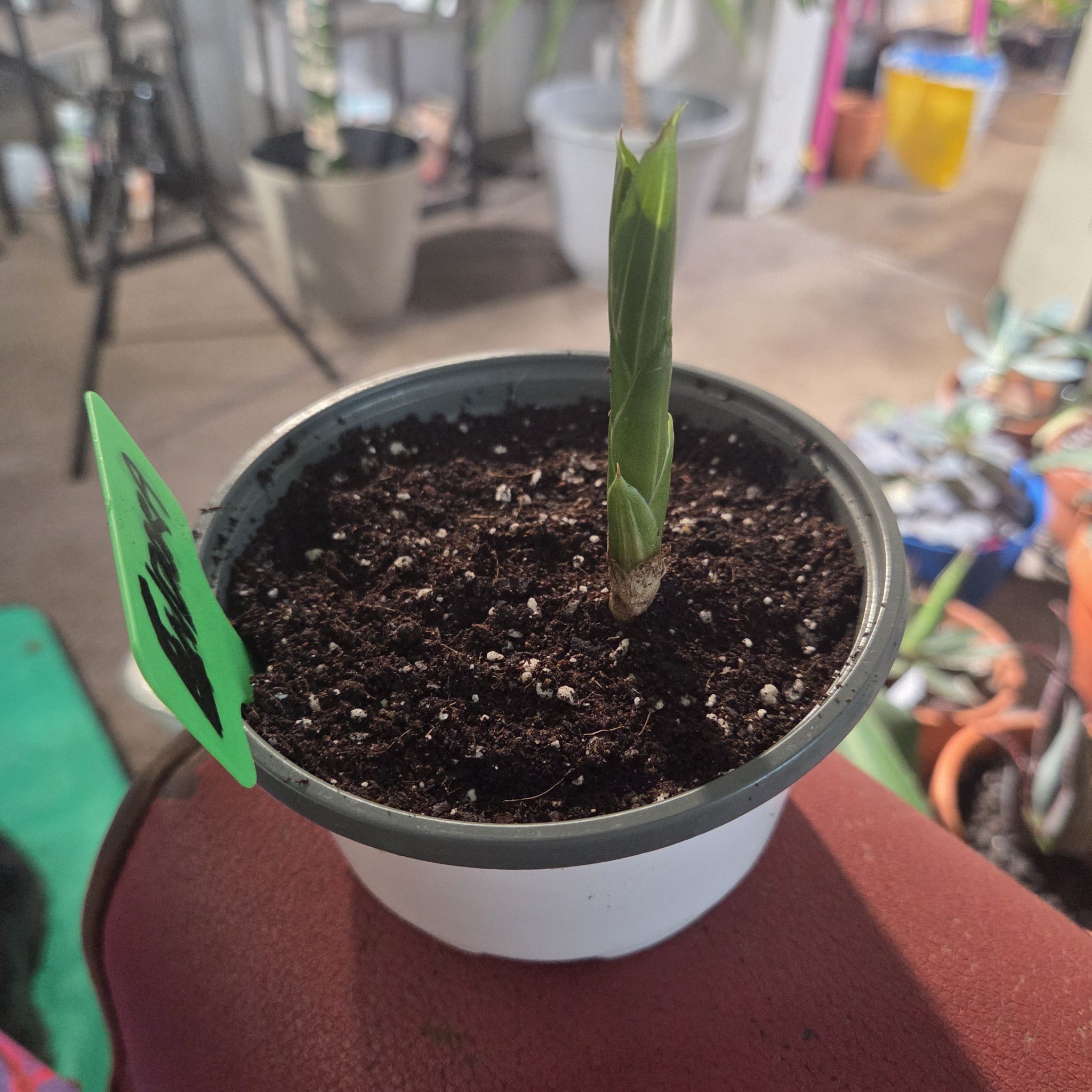Photo of the plant species Bicolor Bromeliad by @NikkiBplantmom named ENDORA on Greg, the plant care app