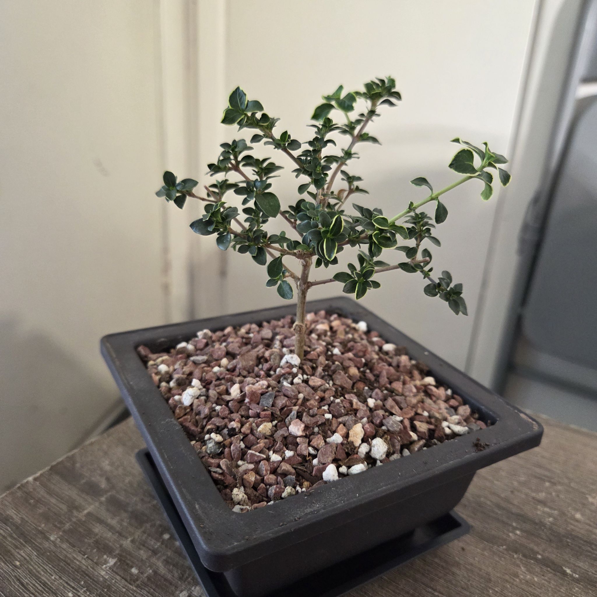 Photo of the plant species Snowrose by @NikkiBplantmom named MR. MIYAGI on Greg, the plant care app