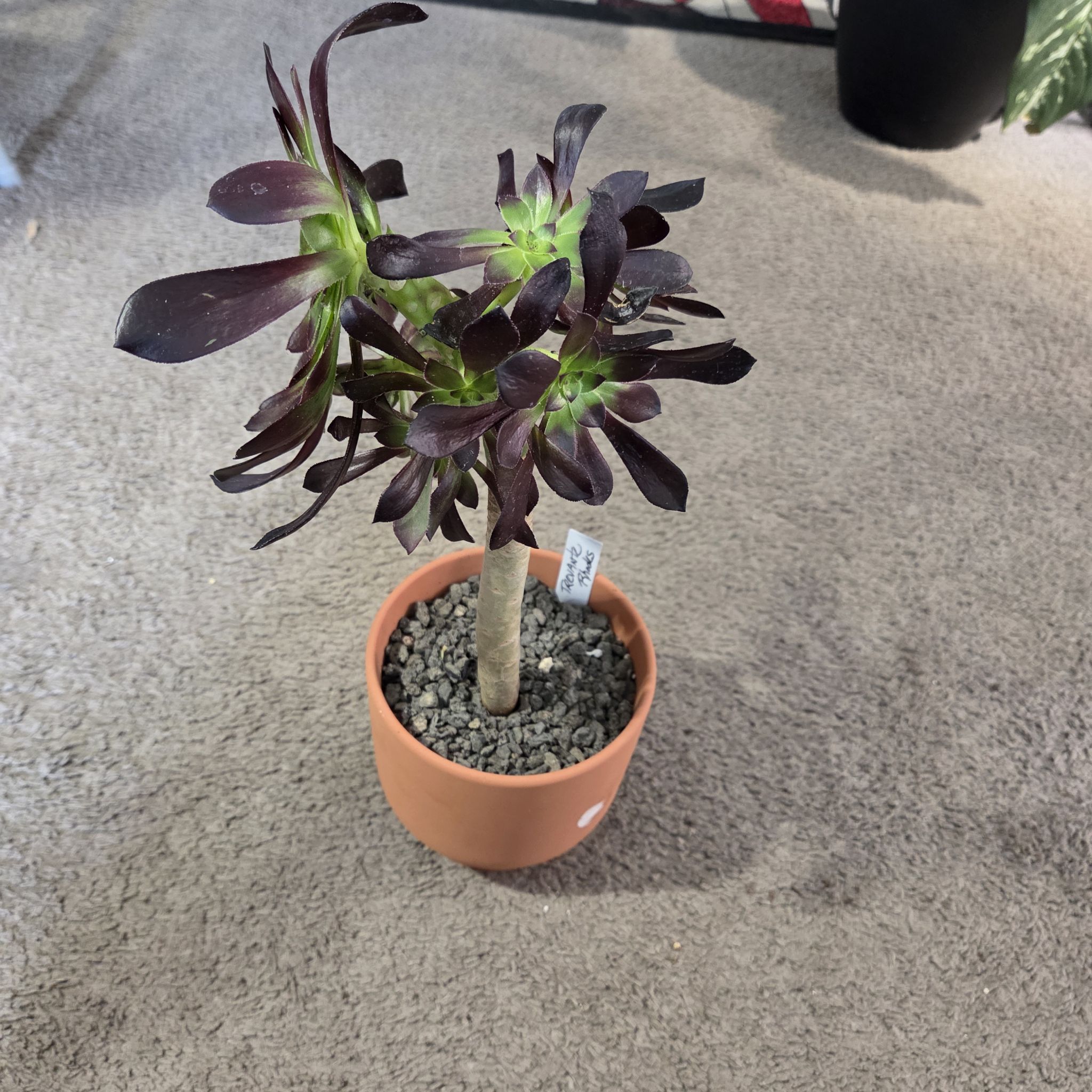 Photo of the plant species Aeonium 'Velour' by @NikkiBplantmom named TREVANTE RHODES on Greg, the plant care app