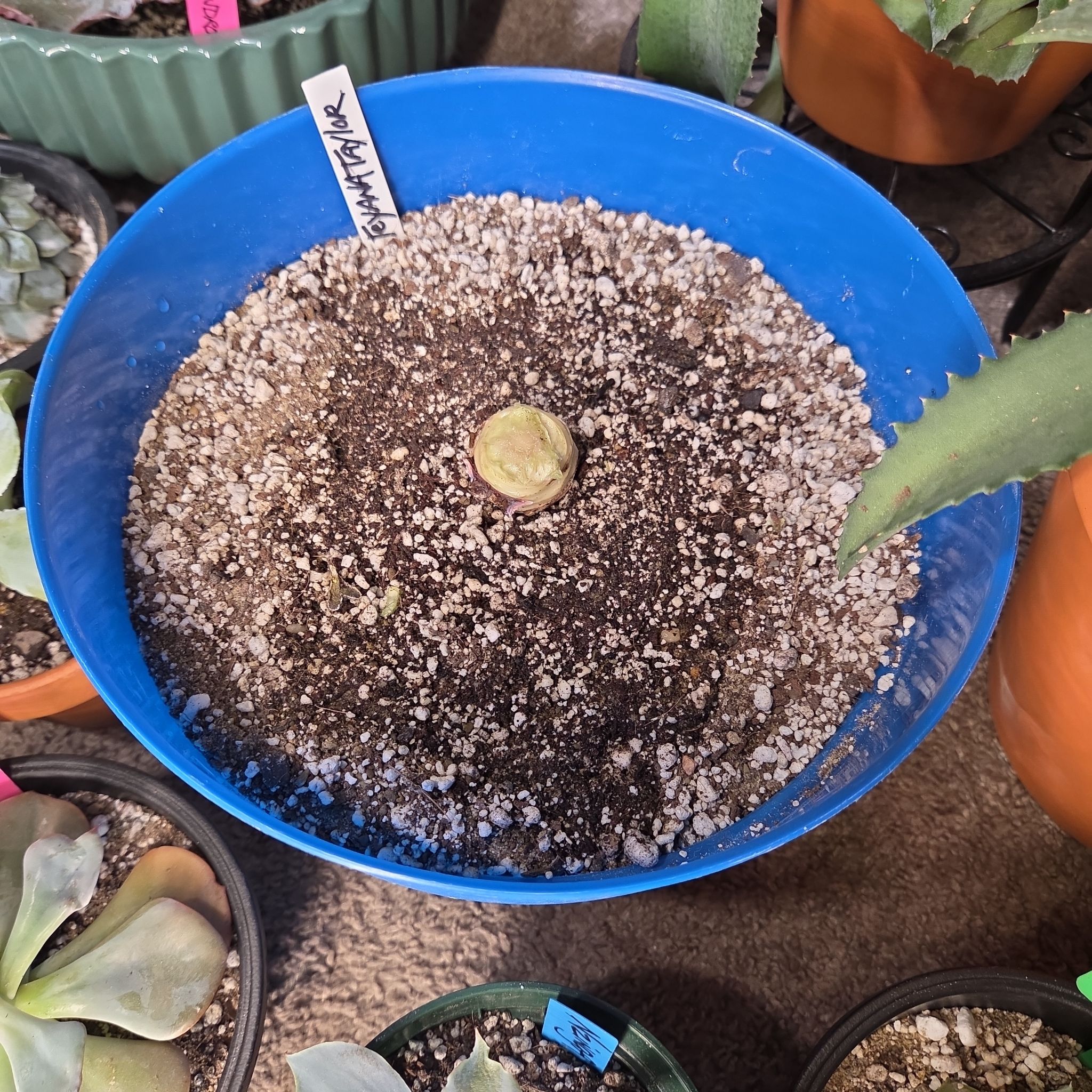 Photo of the plant species Echeveria 'Afterglow' by @NikkiBplantmom named TEYANA TAYLOR on Greg, the plant care app