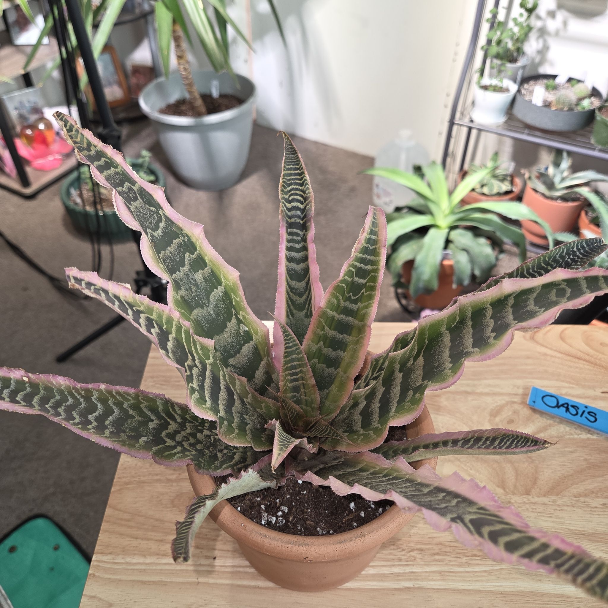 Photo of the plant species Elaine Earth Star by @NikkiBplantmom named OASIS on Greg, the plant care app