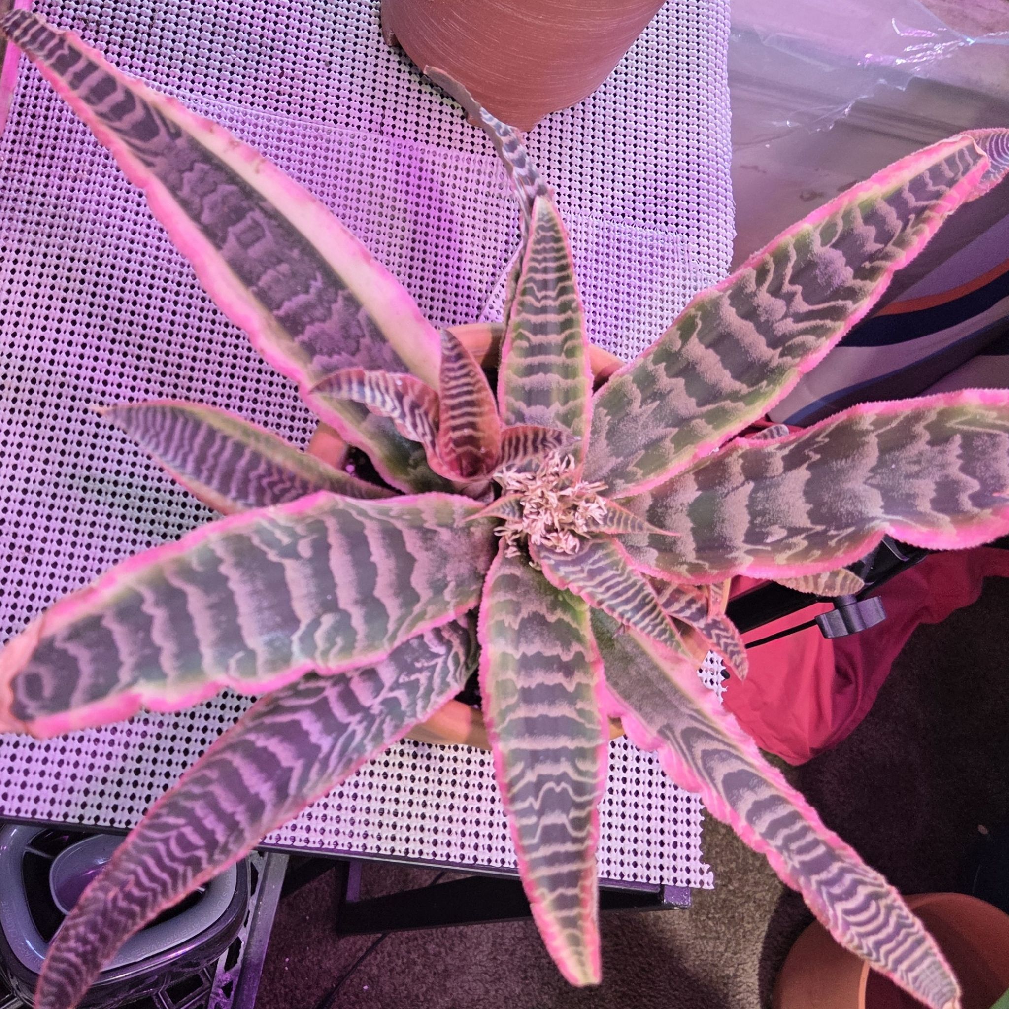 Photo of the plant species Elaine Earth Star by @NikkiBplantmom named OASIS on Greg, the plant care app