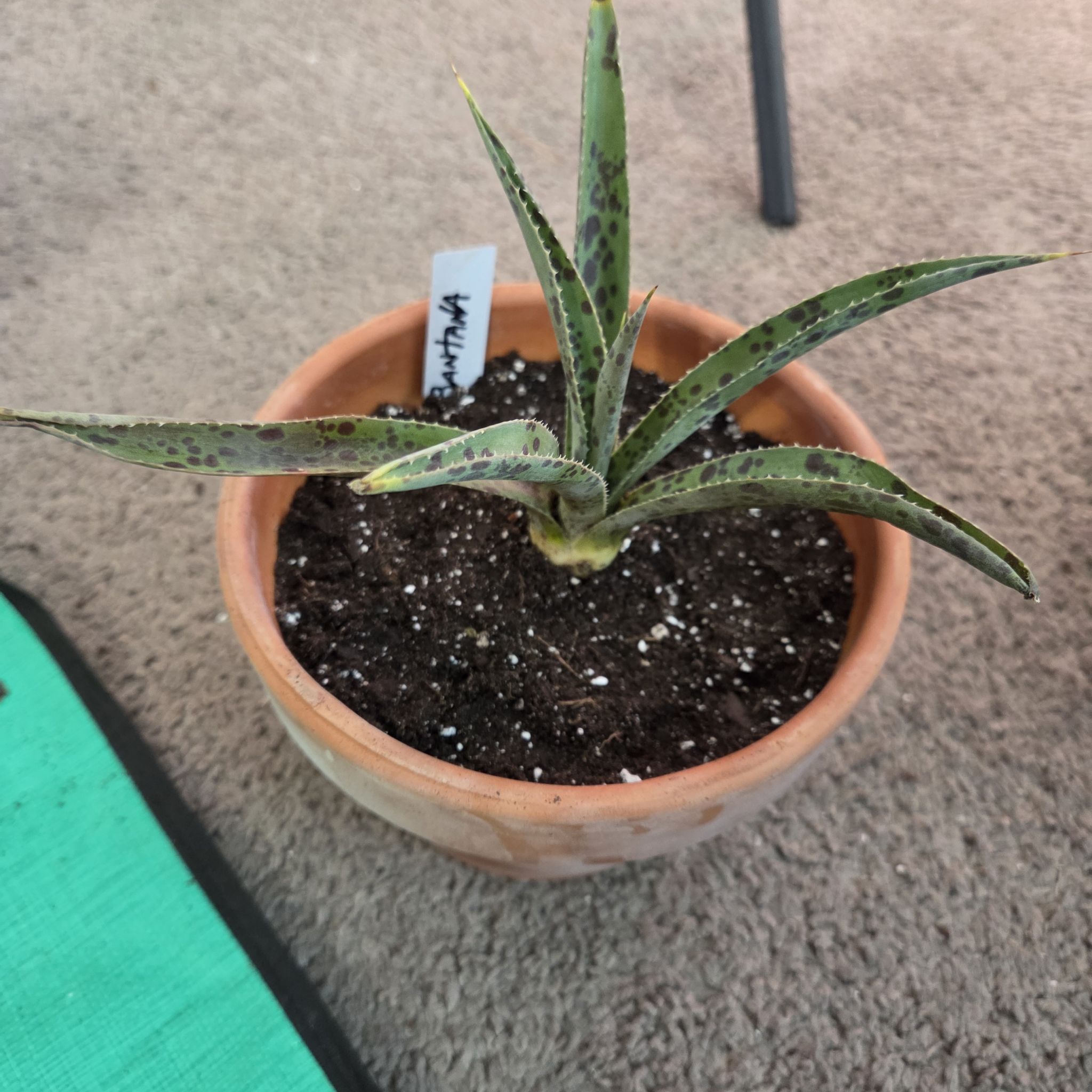 Photo of the plant species Mangave 'Pineapple Express' by @NikkiBplantmom named SANTANA on Greg, the plant care app