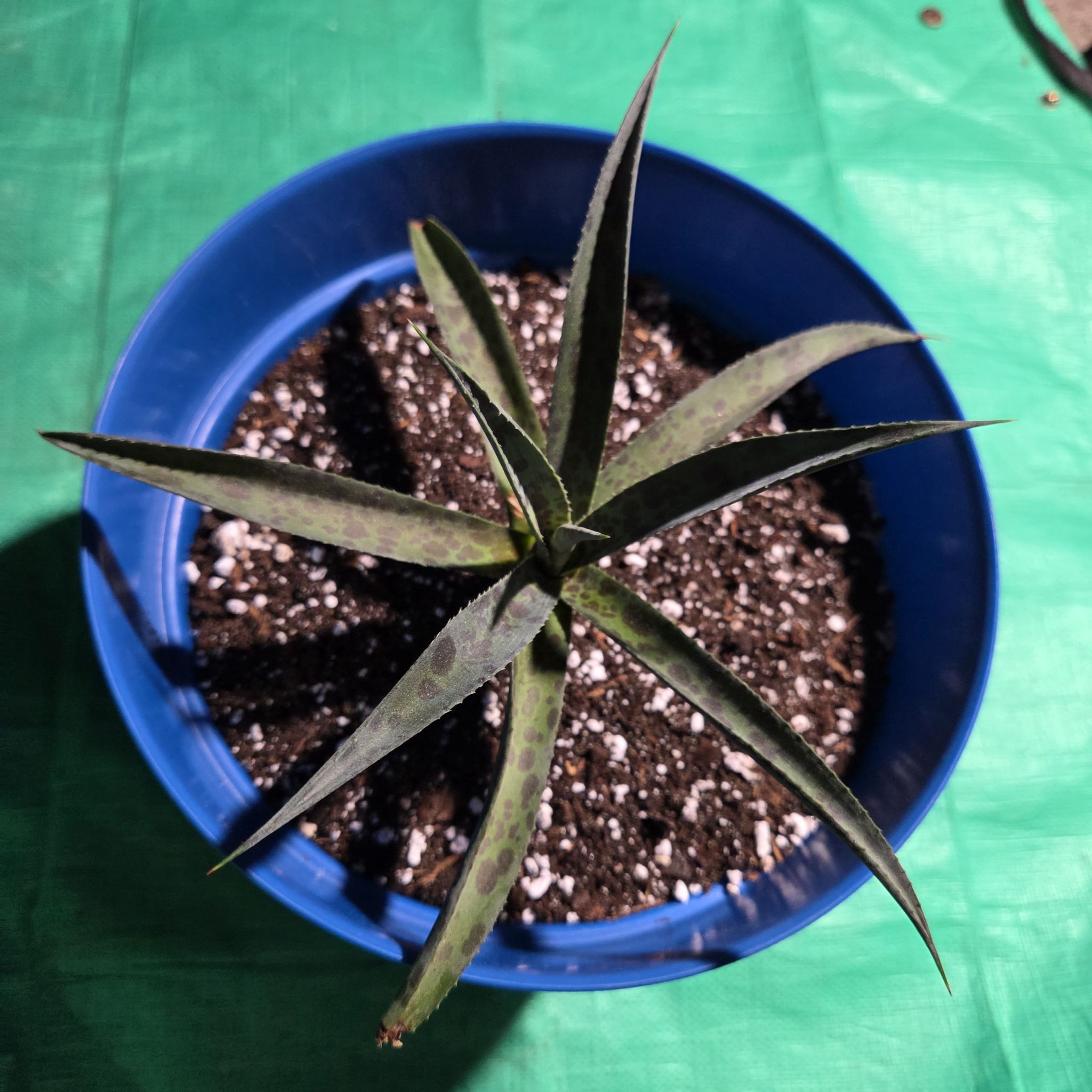 Photo of the plant species Mangave 'Pineapple Express' by @NikkiBplantmom named SANTANA on Greg, the plant care app