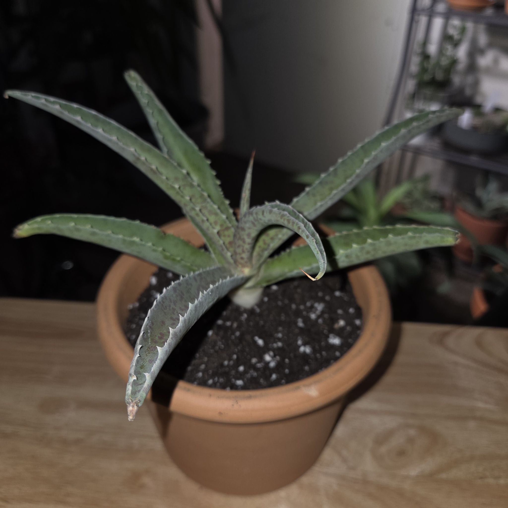 Photo of the plant species Mangave 'Jabber Jaws' by @NikkiBplantmom named TYSON on Greg, the plant care app
