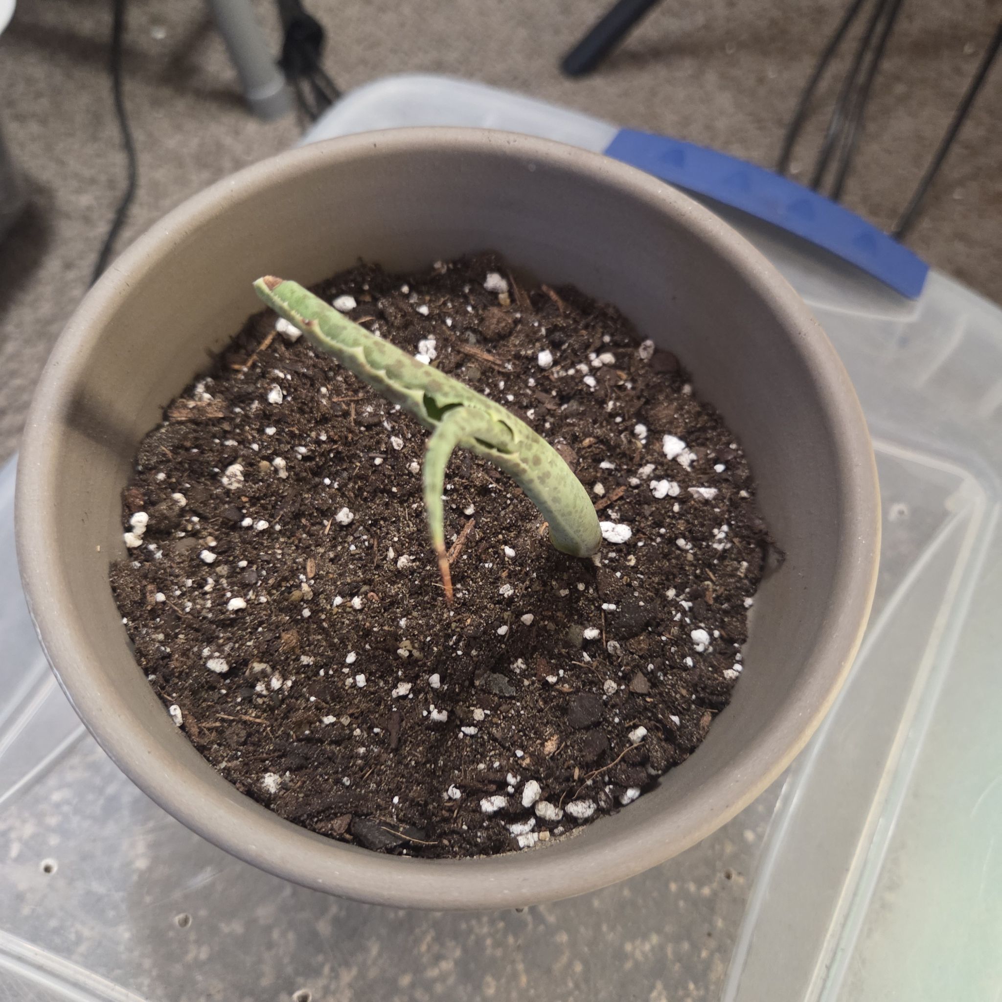 Photo of the plant species Mangave 'Jabber Jaws' by @NikkiBplantmom named TYSON on Greg, the plant care app