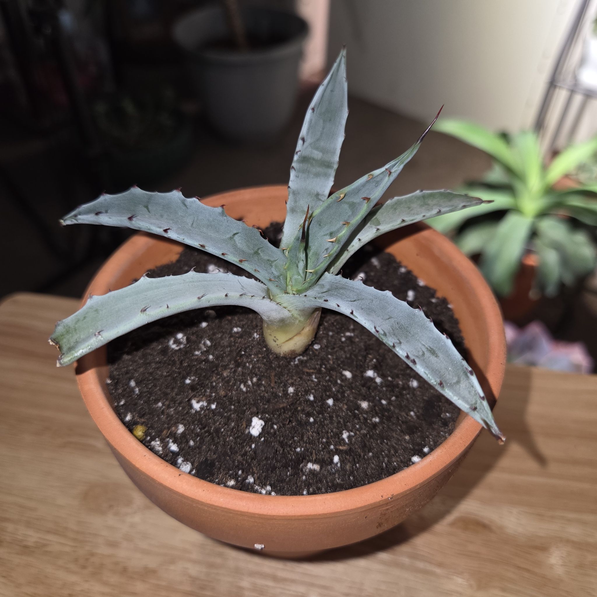 Photo of the plant species Mescal Ceniza by @NikkiBplantmom named ODONATA on Greg, the plant care app