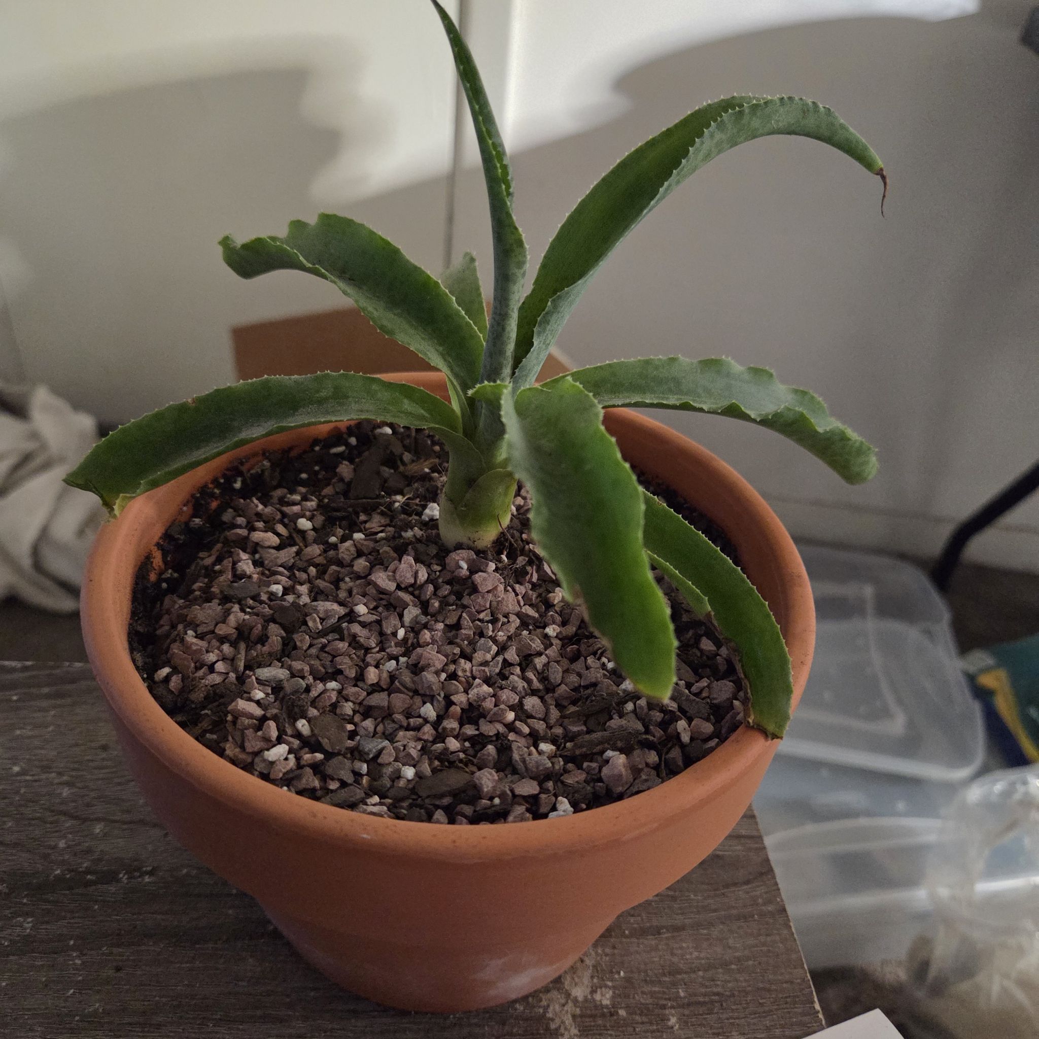 Photo of the plant species Mangave 'Dreadlocks' by @NikkiBplantmom named KY-MANI on Greg, the plant care app