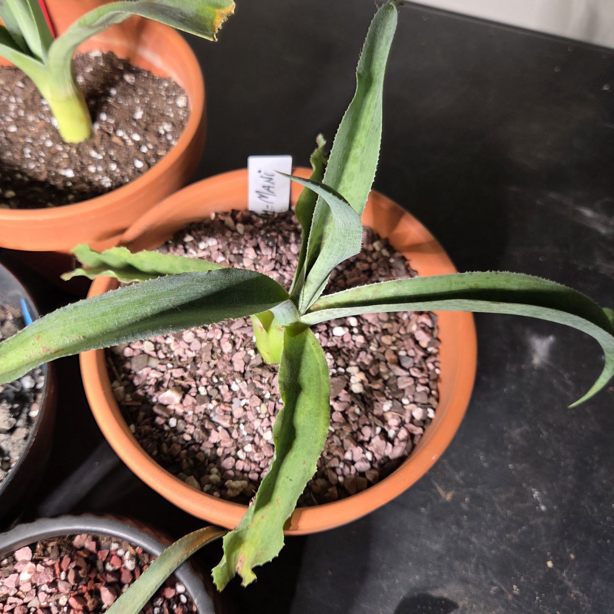 Photo of the plant species Mangave 'Dreadlocks' by @NikkiBplantmom named KY-MANI on Greg, the plant care app