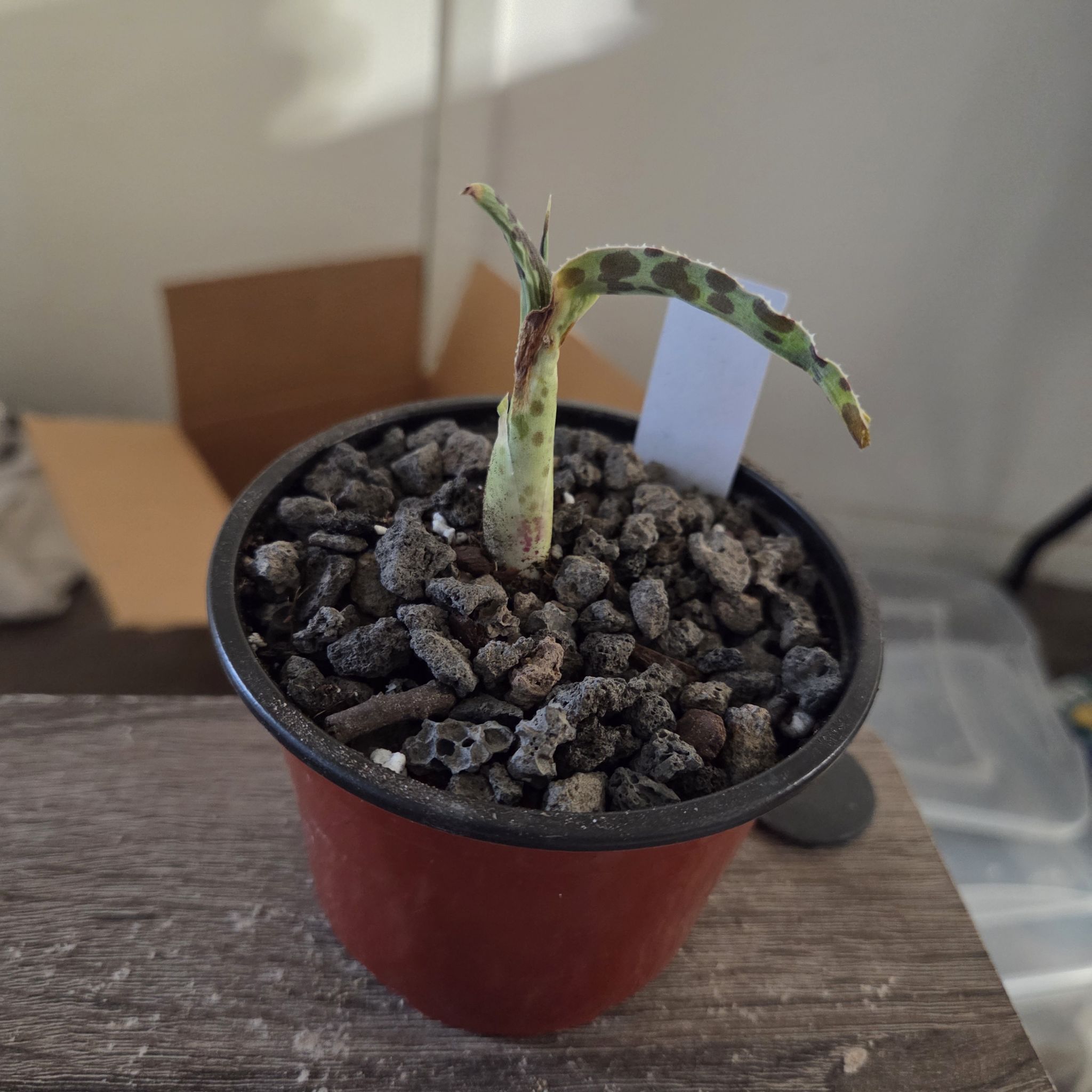 Photo of the plant species Agave 'Mint Chocolate Chip' by @NikkiBplantmom named ROY JONES JR. on Greg, the plant care app
