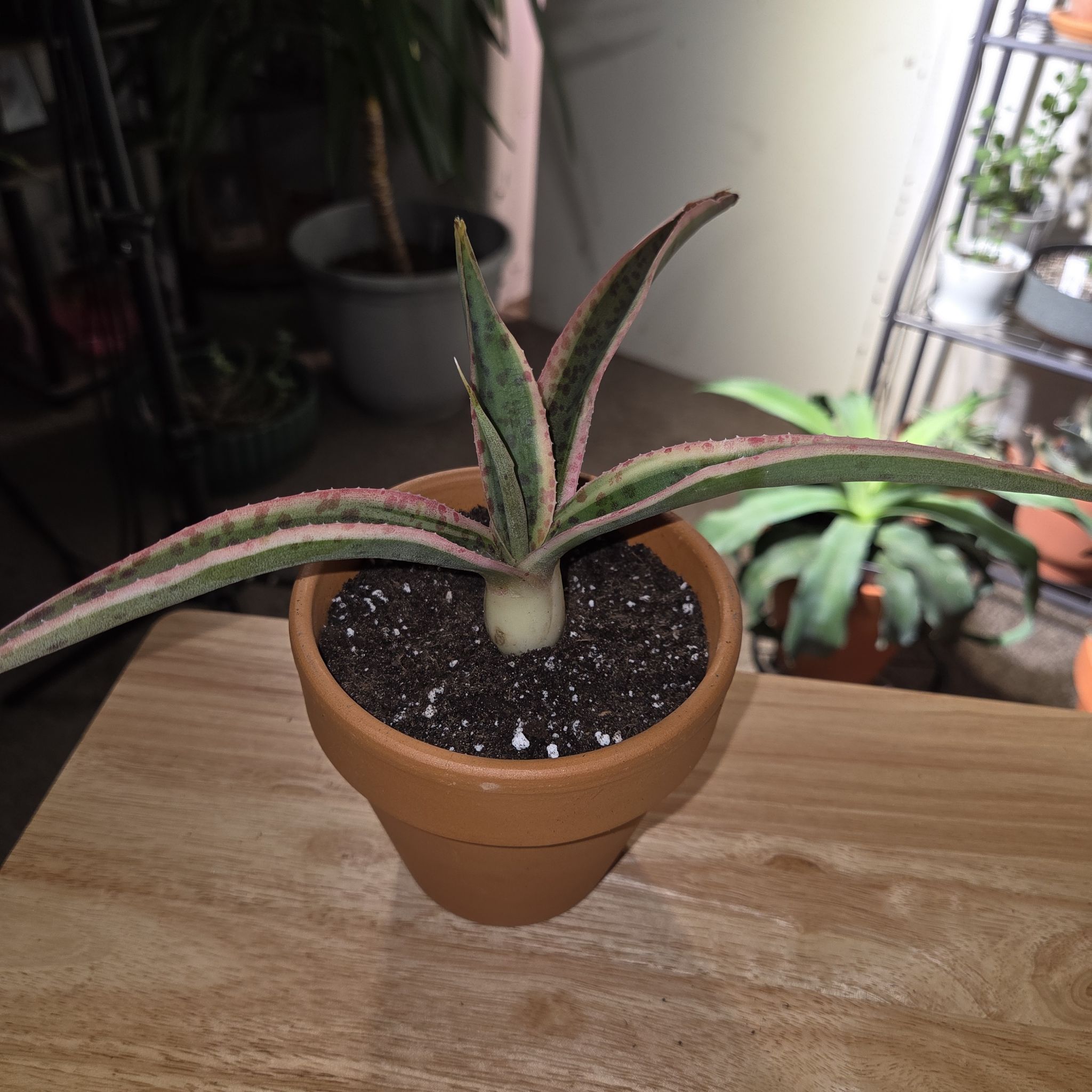 Photo of the plant species Mangave 'Kaleidoscope' by @NikkiBplantmom named NOLA on Greg, the plant care app