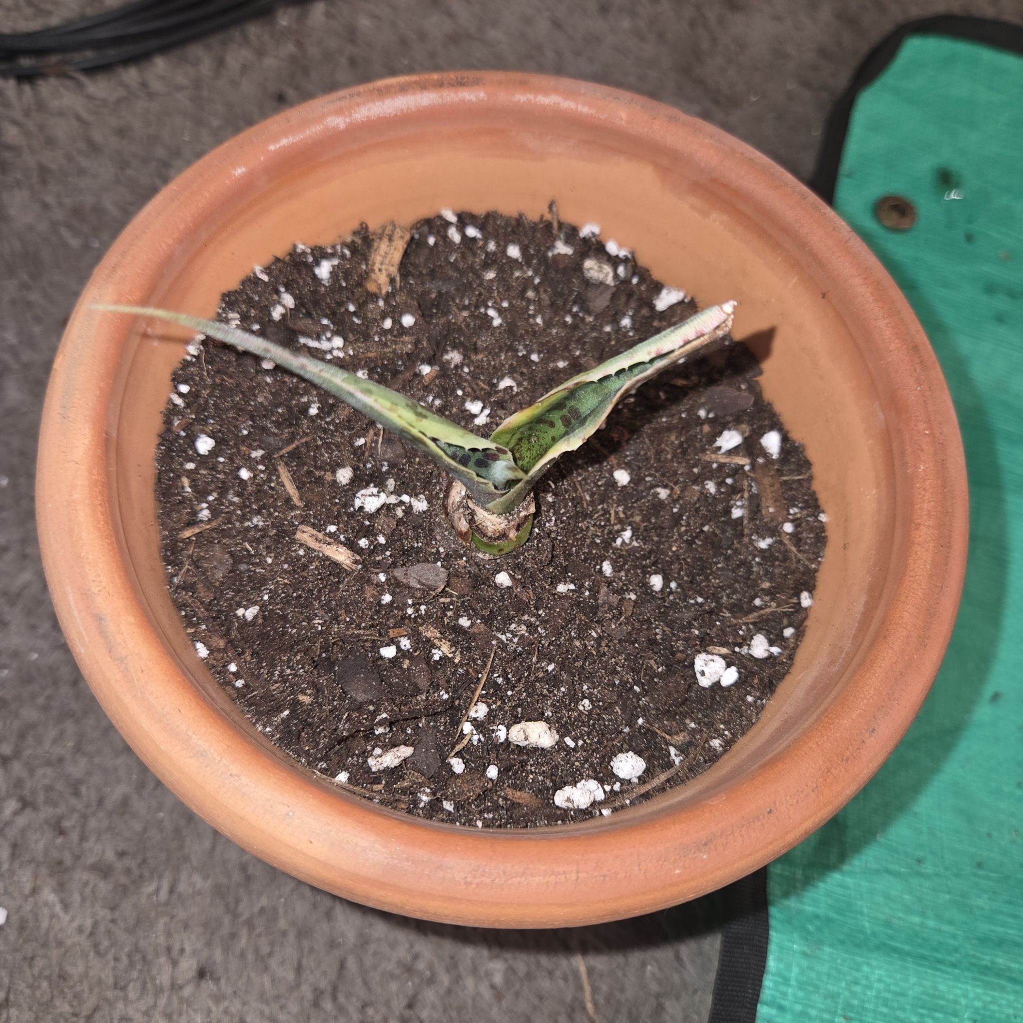 Photo of the plant species Mangave 'Kaleidoscope' by @NikkiBplantmom named NOLA on Greg, the plant care app